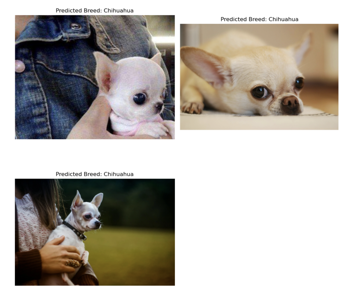 Predicted Breed: Chihuahua