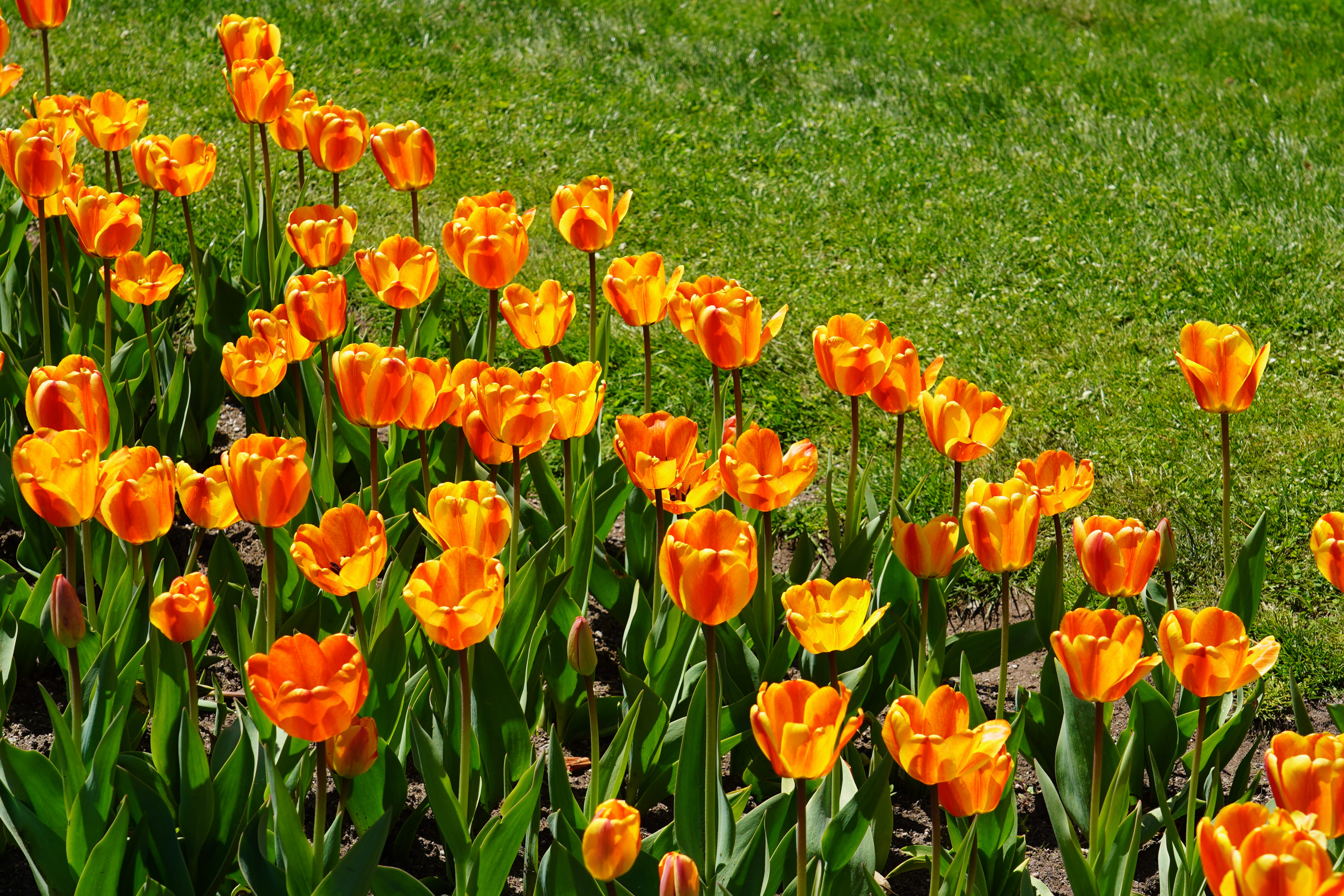 Spring in Boston Common 10