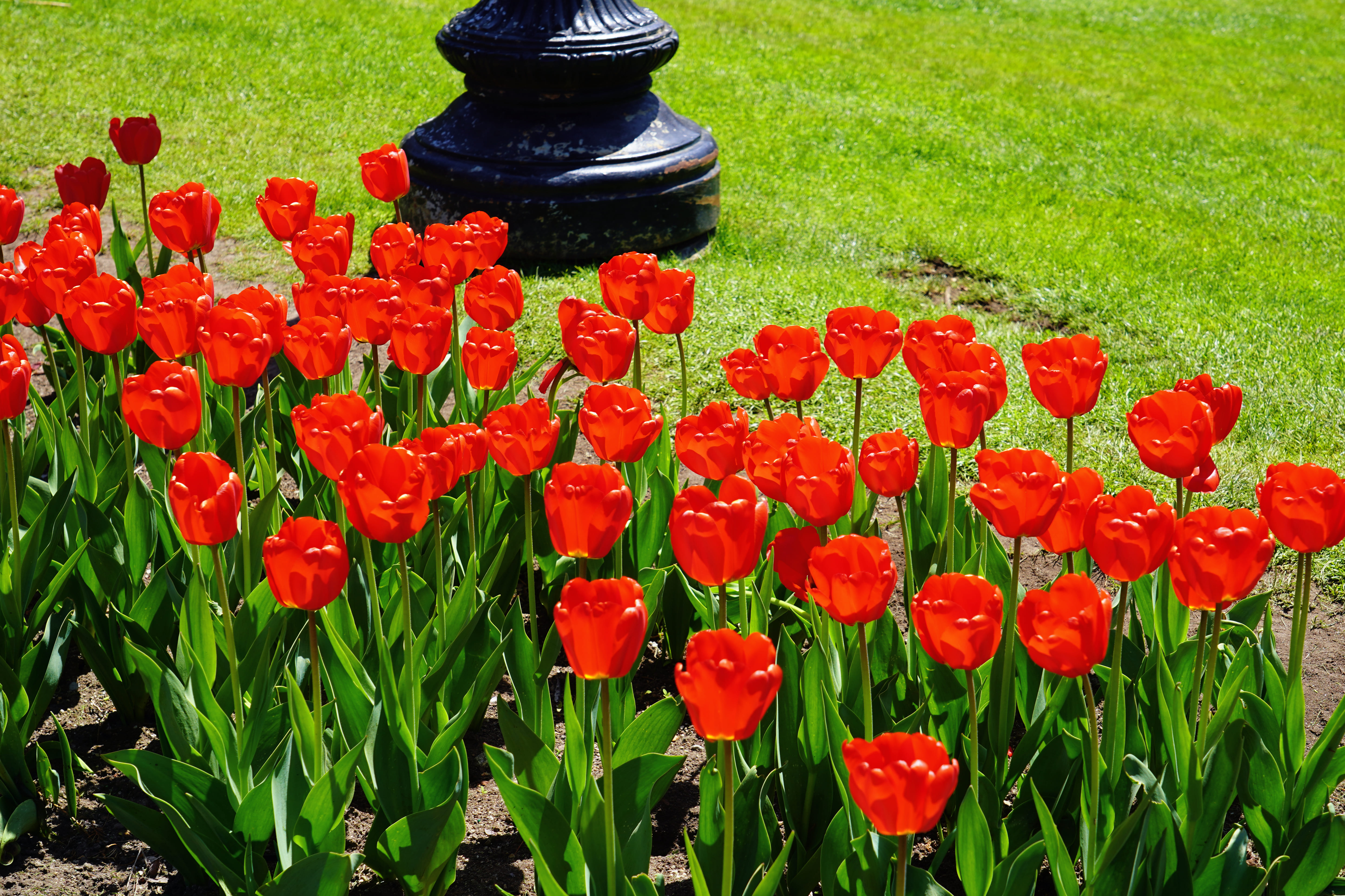 Spring in Boston Common 11
