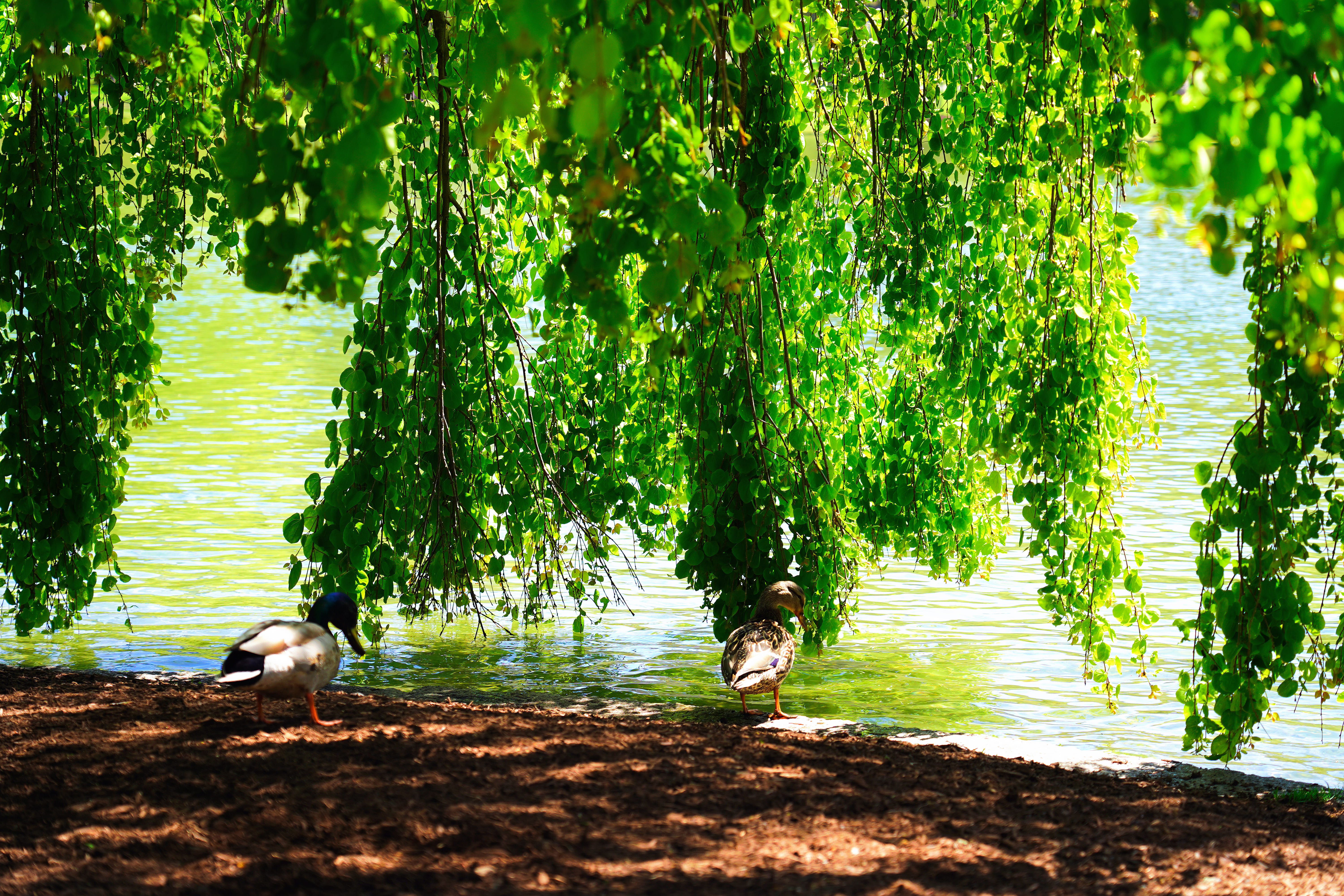 Spring in Boston Common 12