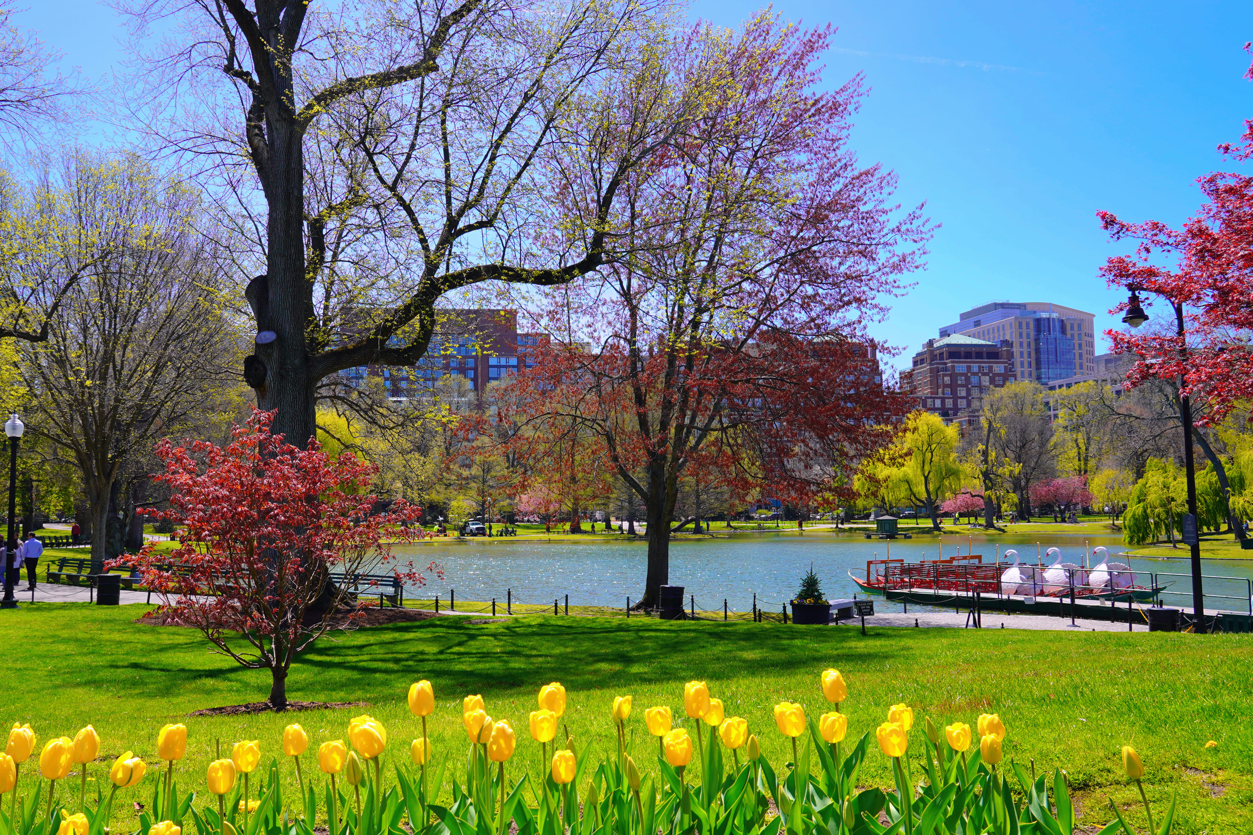 Spring in Boston Common 13