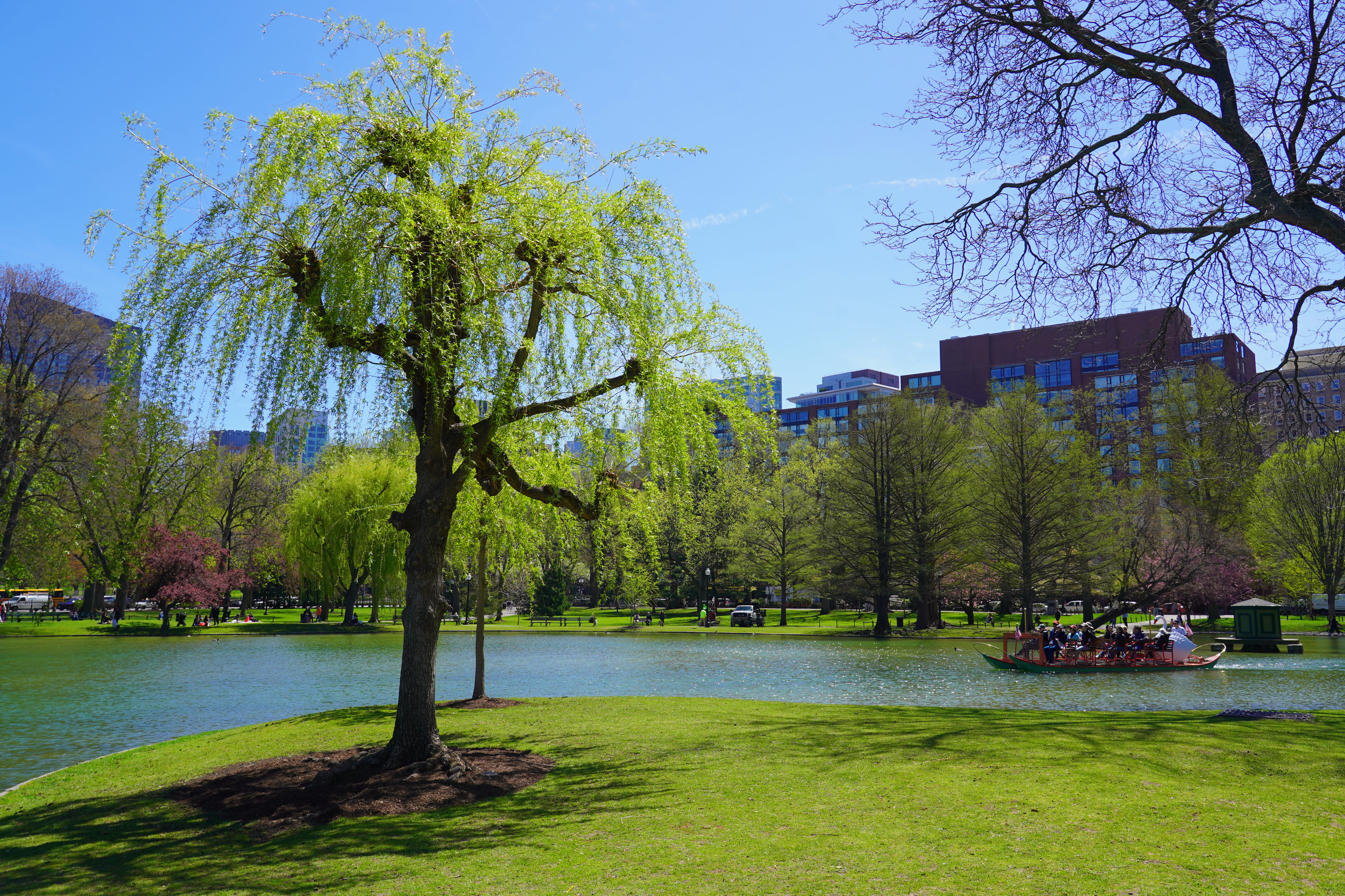 Spring in Boston Common 16