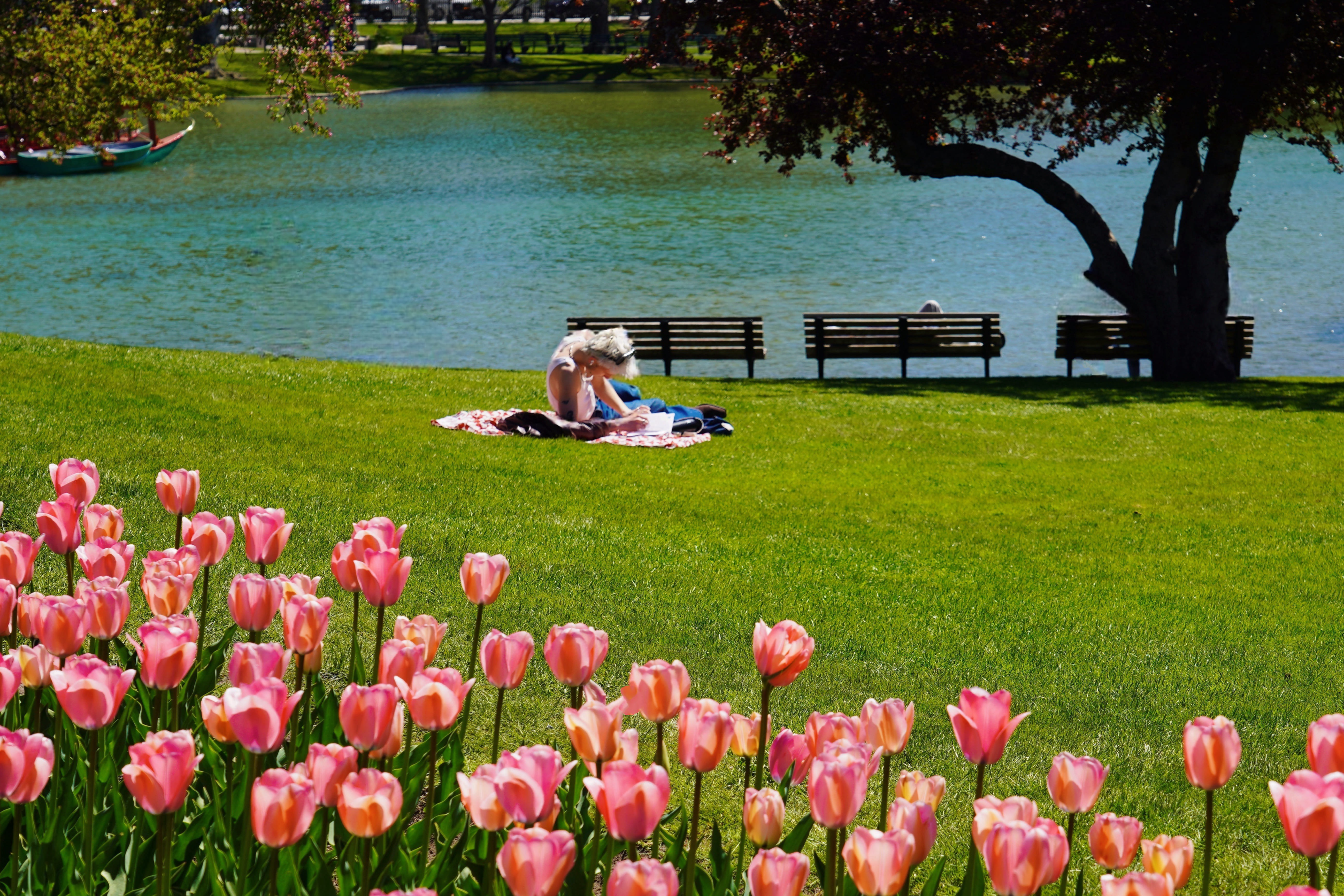 Spring in Boston Common 2