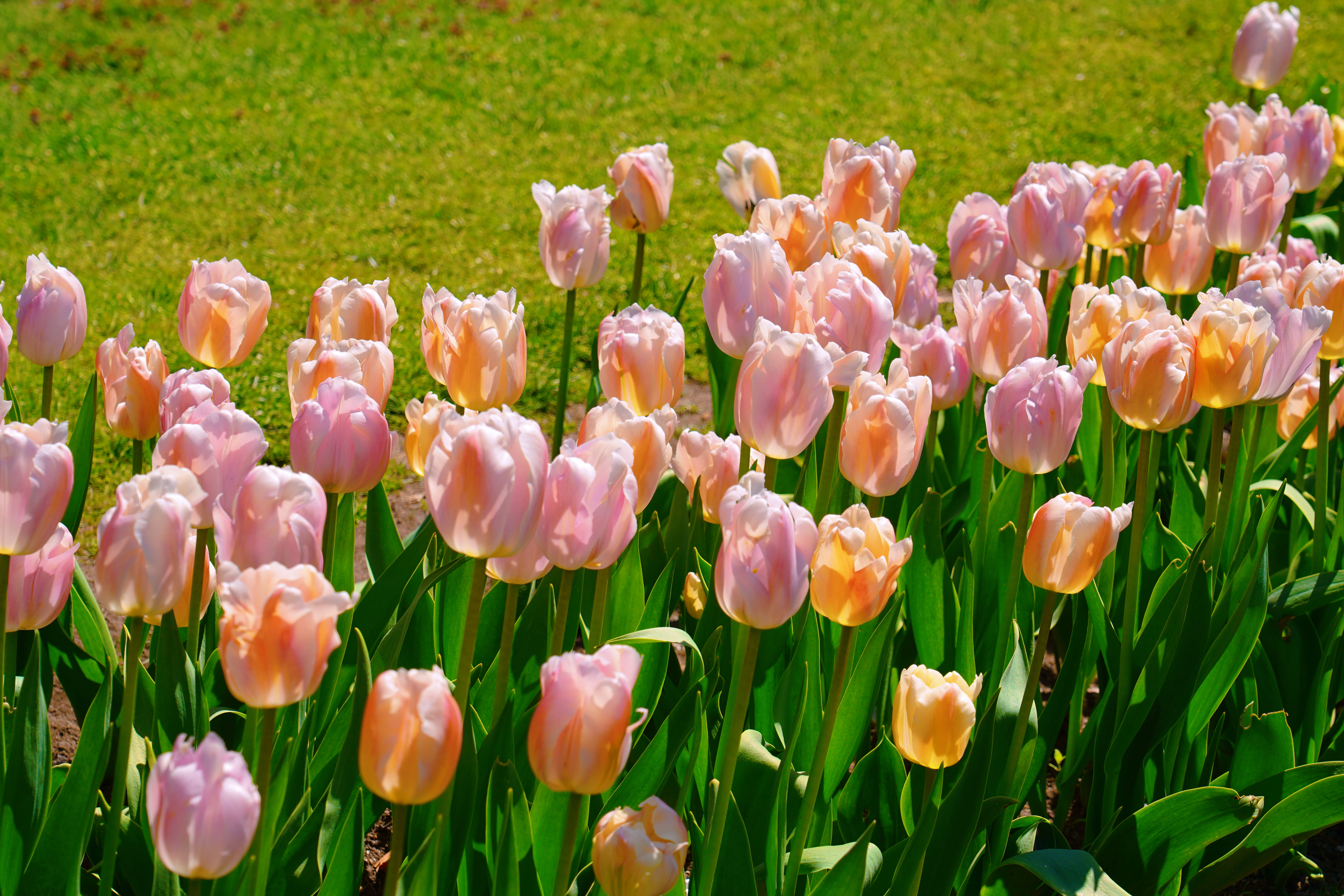 Spring in Boston Common 4