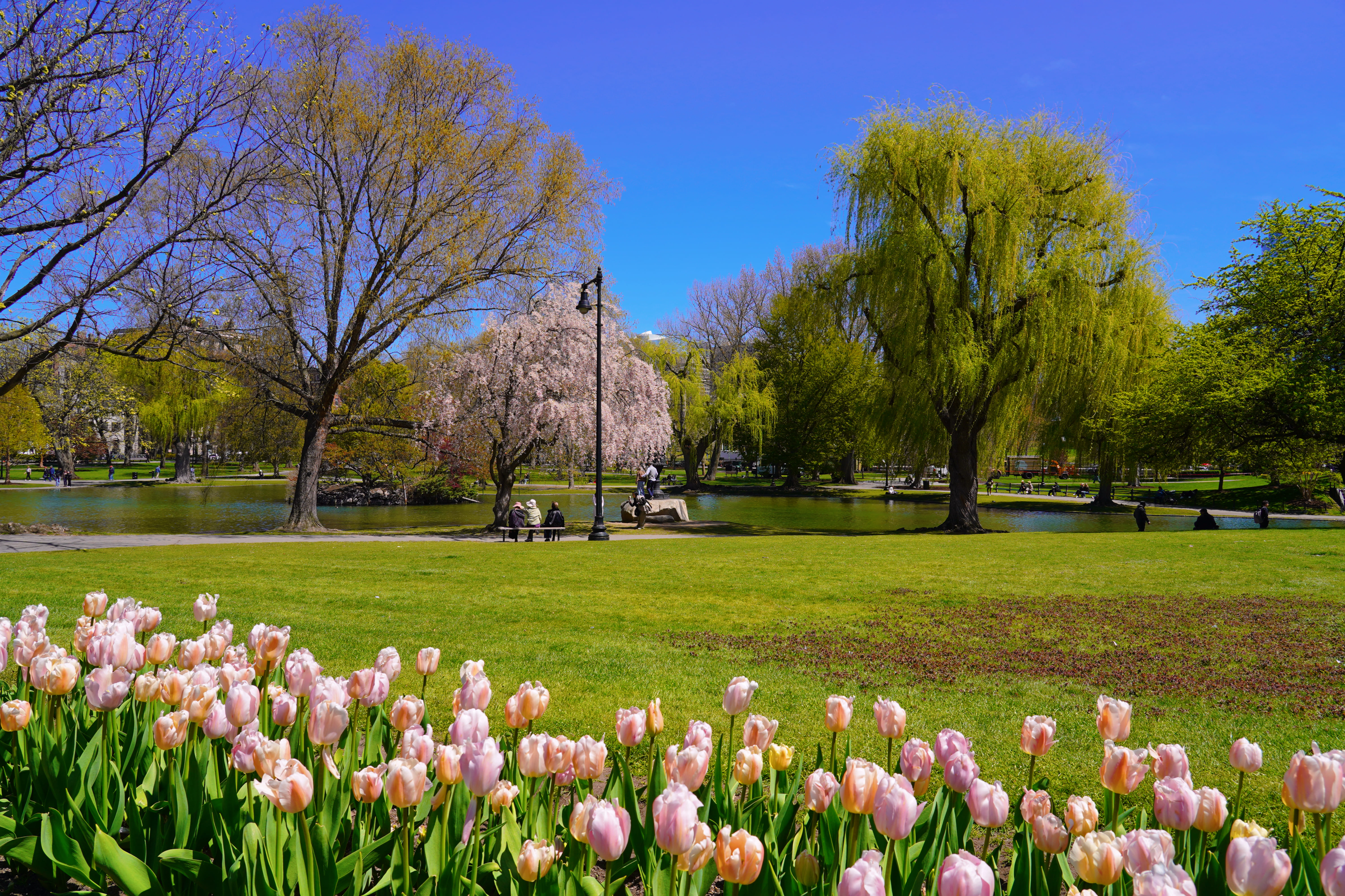 Spring in Boston Common 5