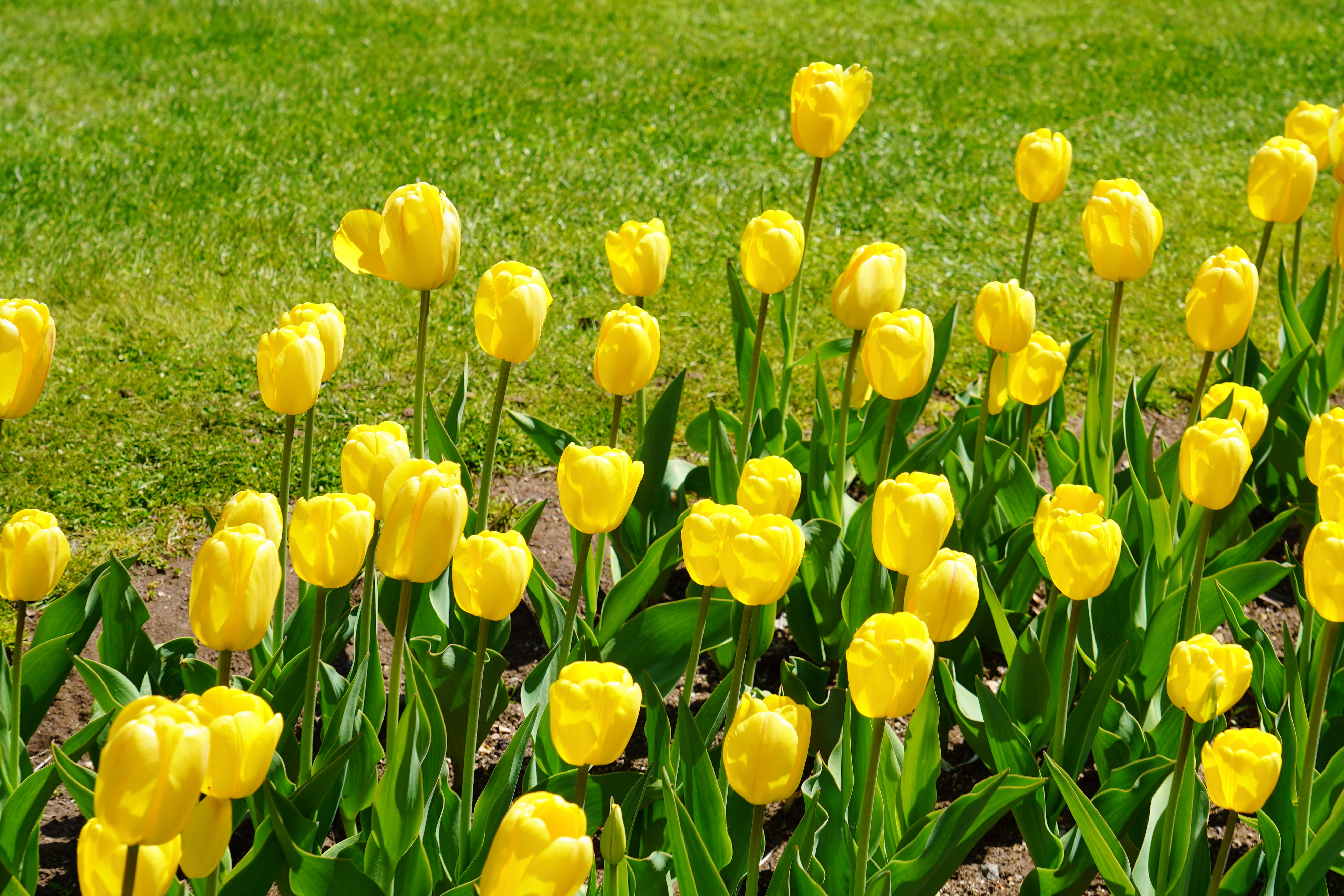 Spring in Boston Common 7