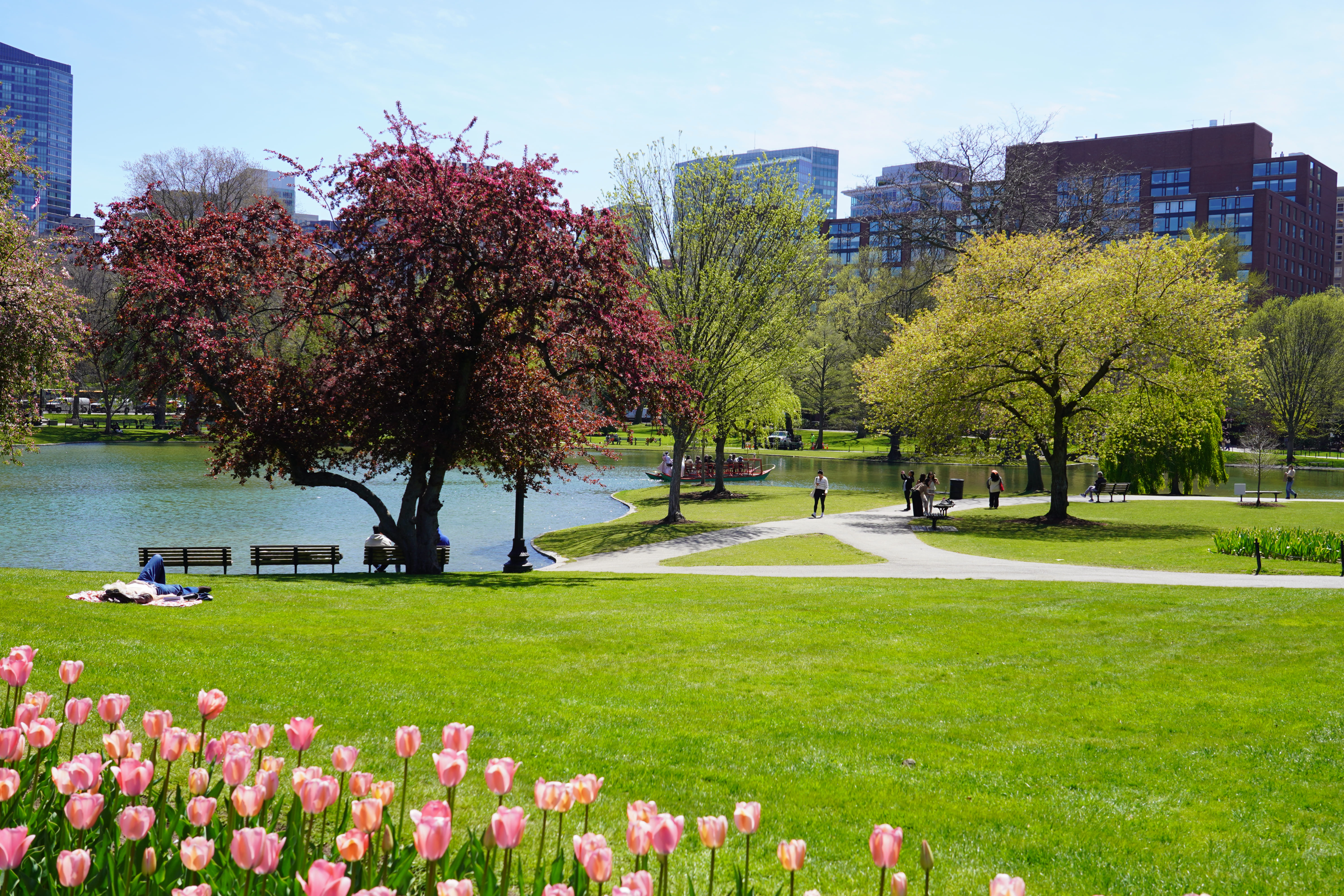 Spring in Boston Common 8