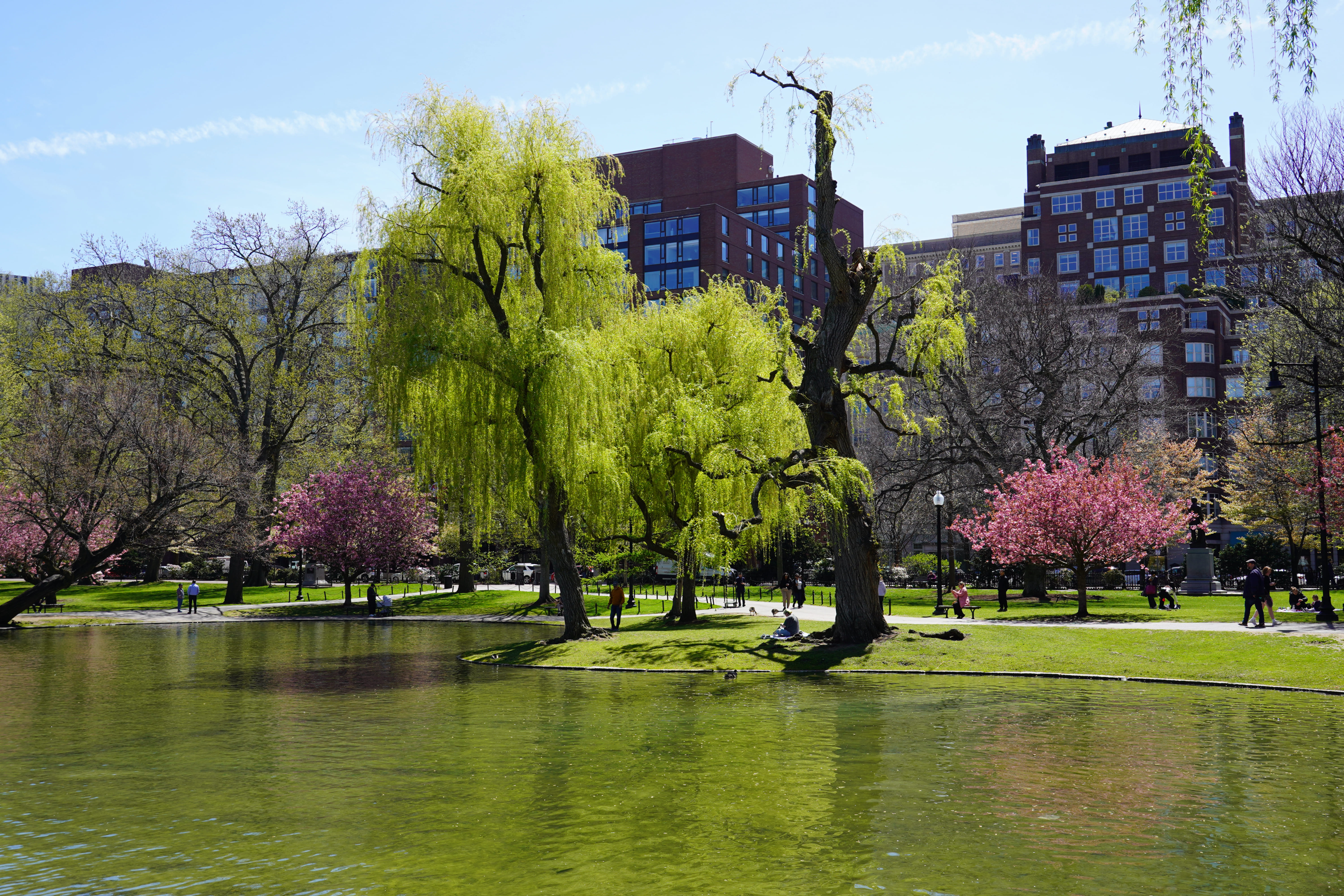 Spring in Boston Common 9