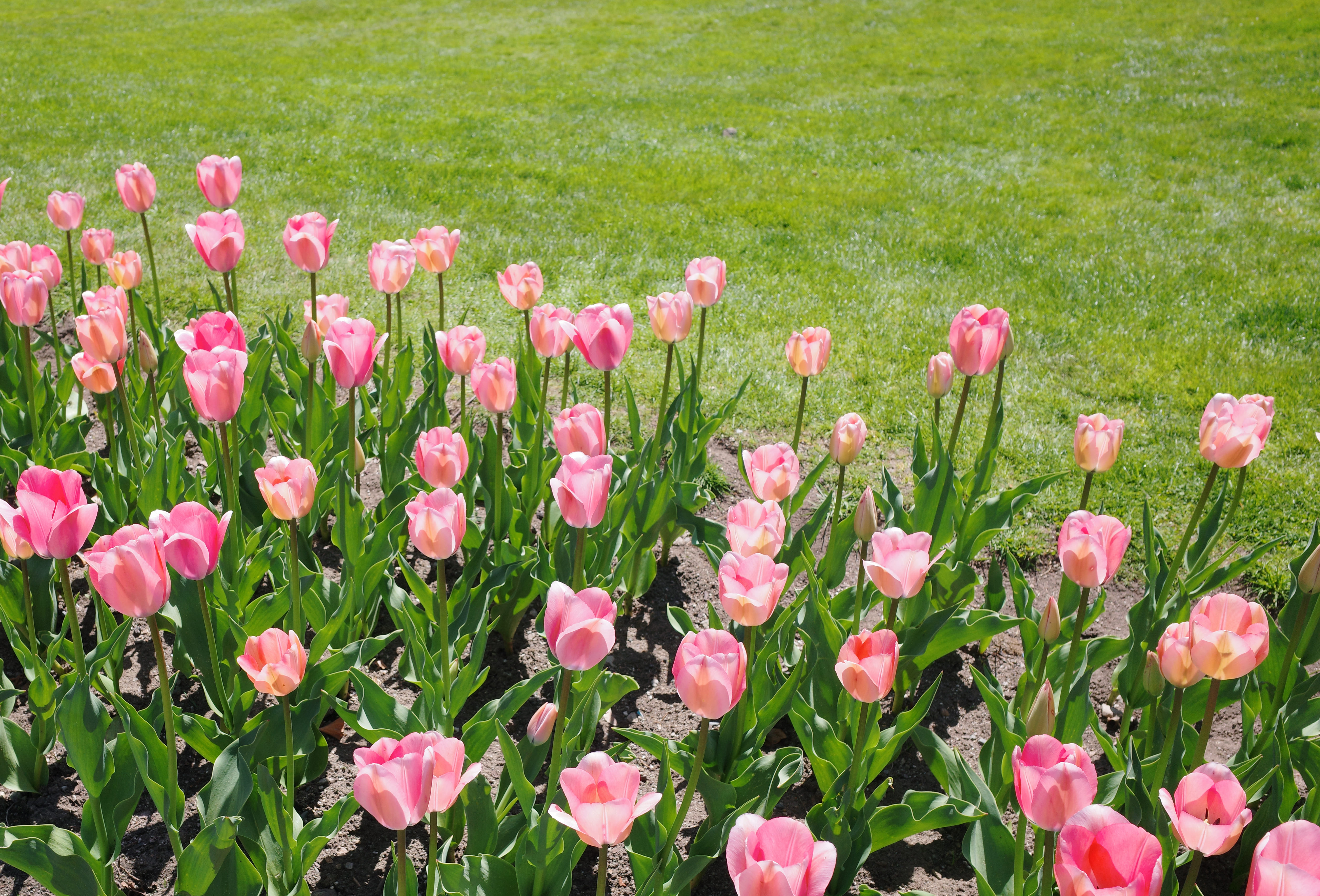 Boston Common (GR4) 1