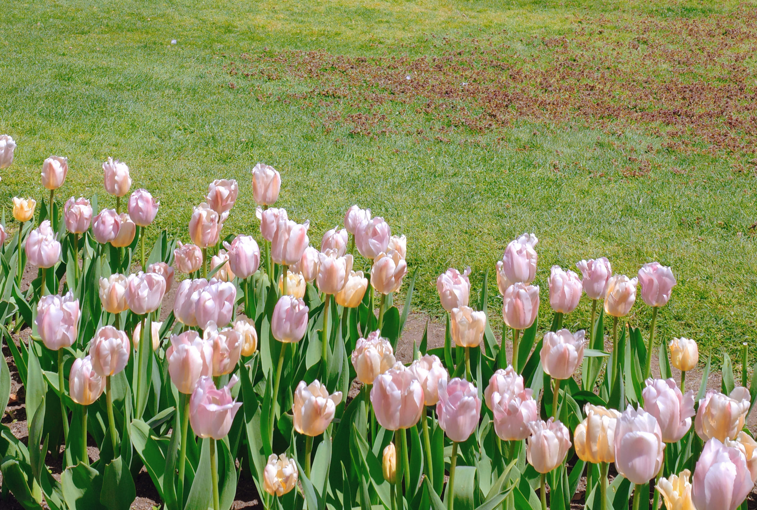 Boston Common (GR4) 4
