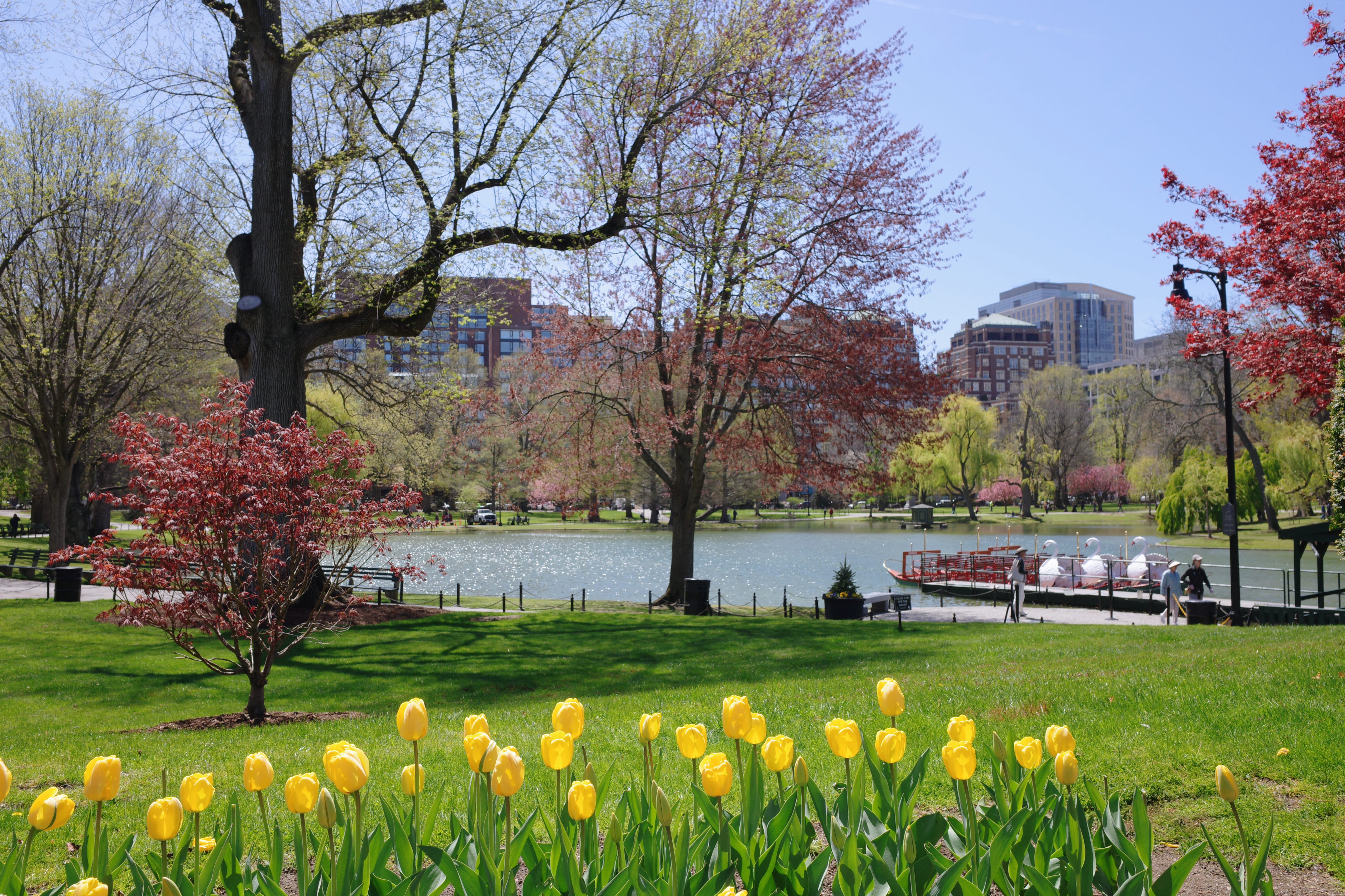 Boston Common (GR4) 6