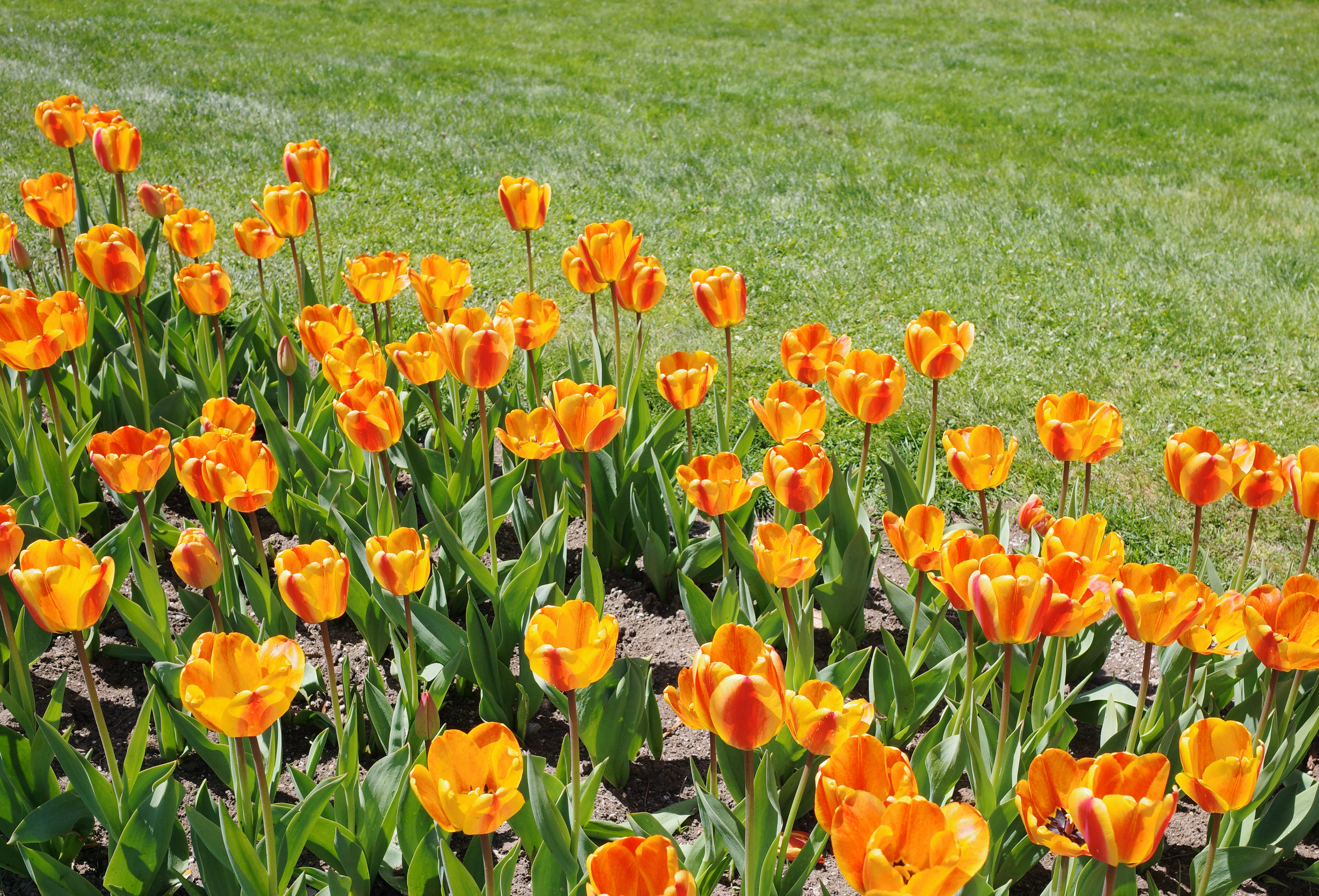 Boston Common (GR4) 7