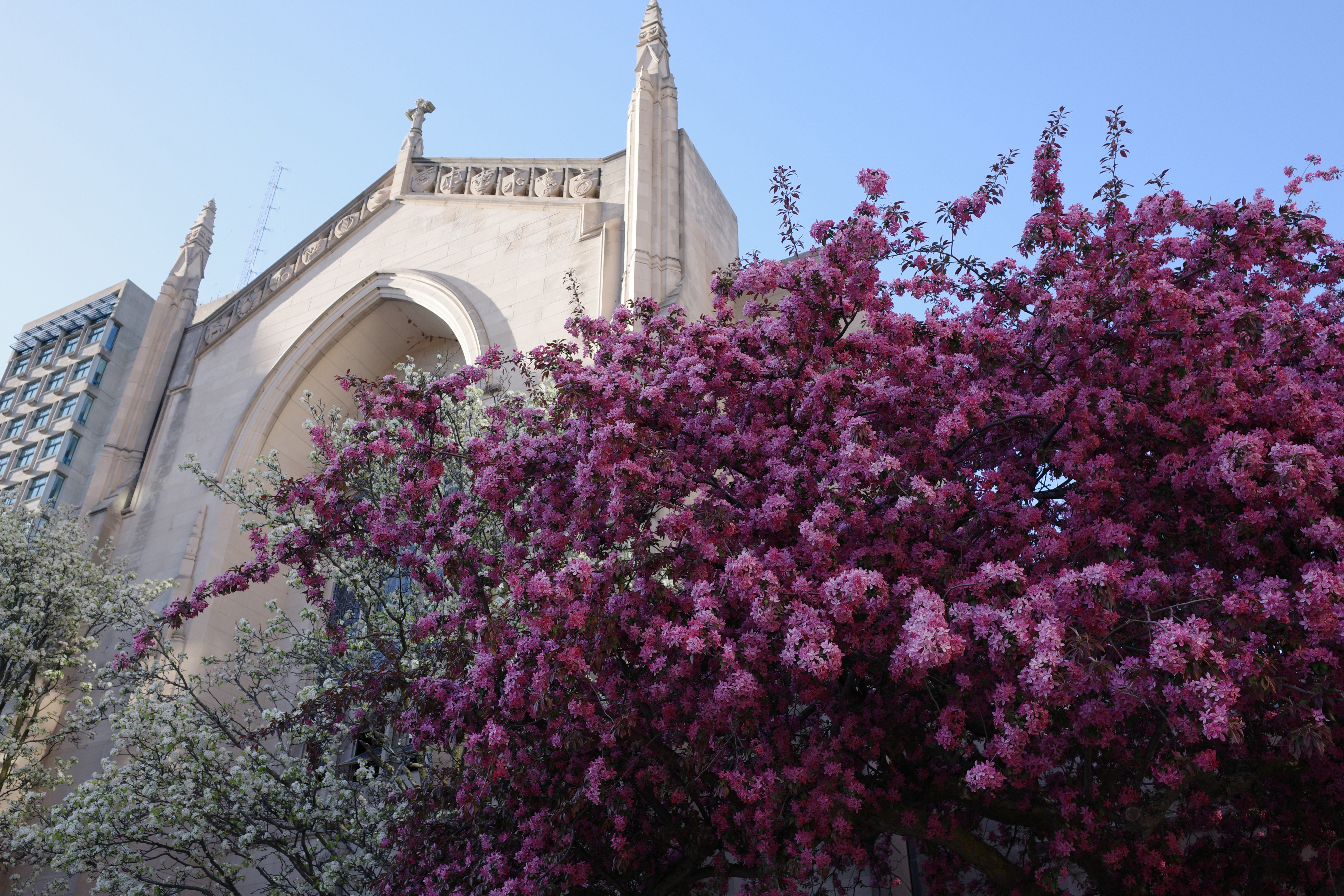 Spring on BU Campus 1