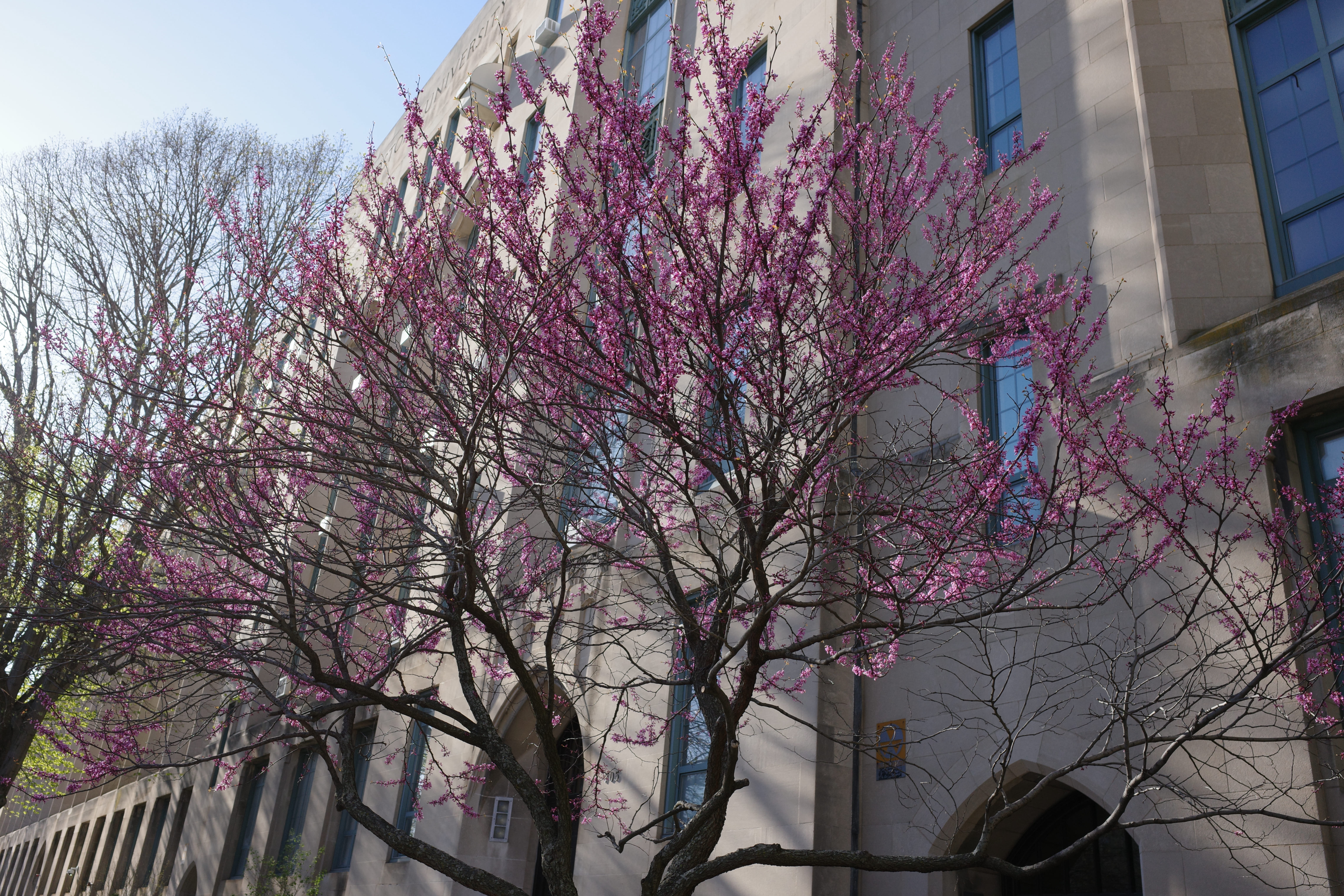 Spring on BU Campus 12