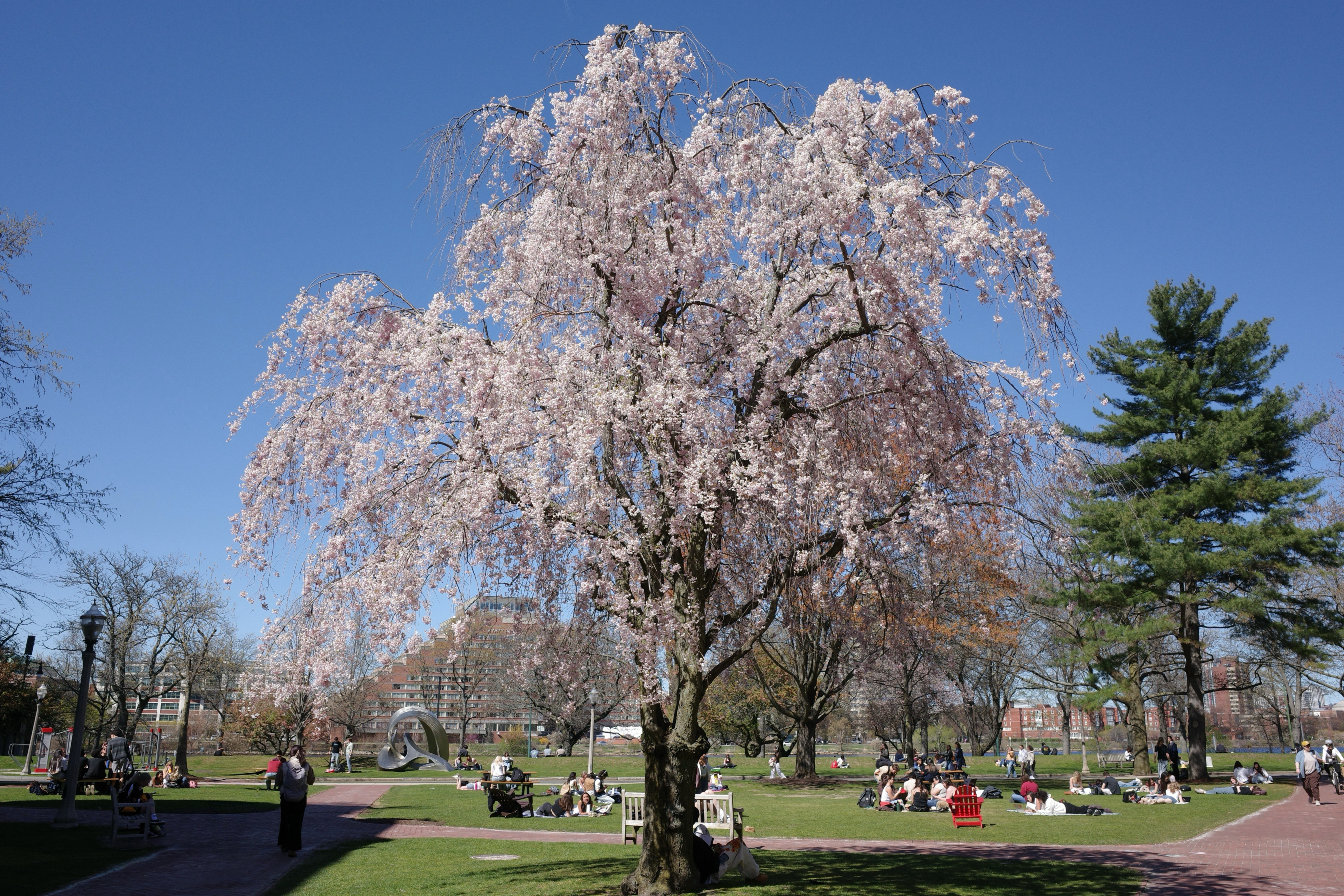 Spring on BU Campus 2