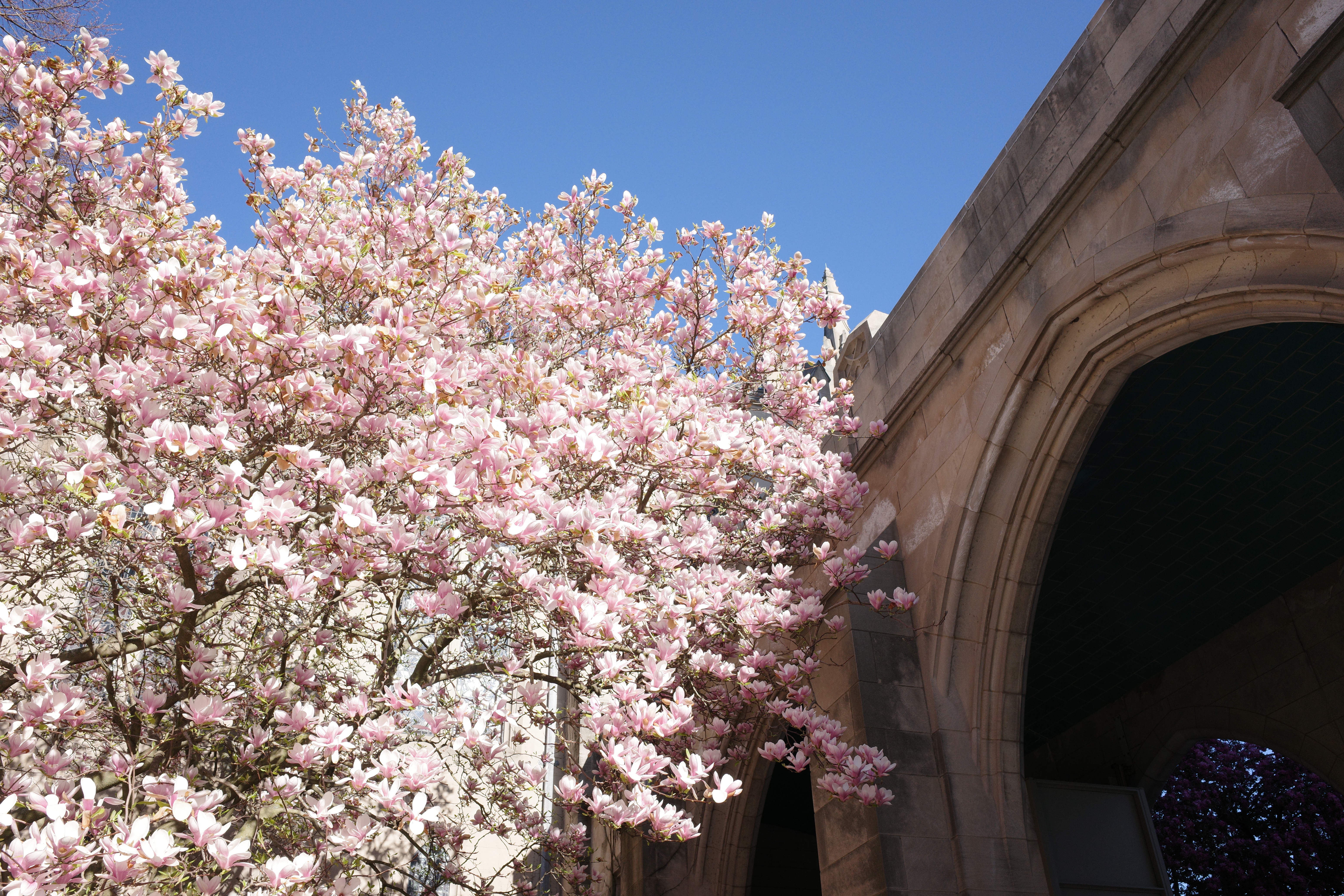 Spring on BU Campus 6