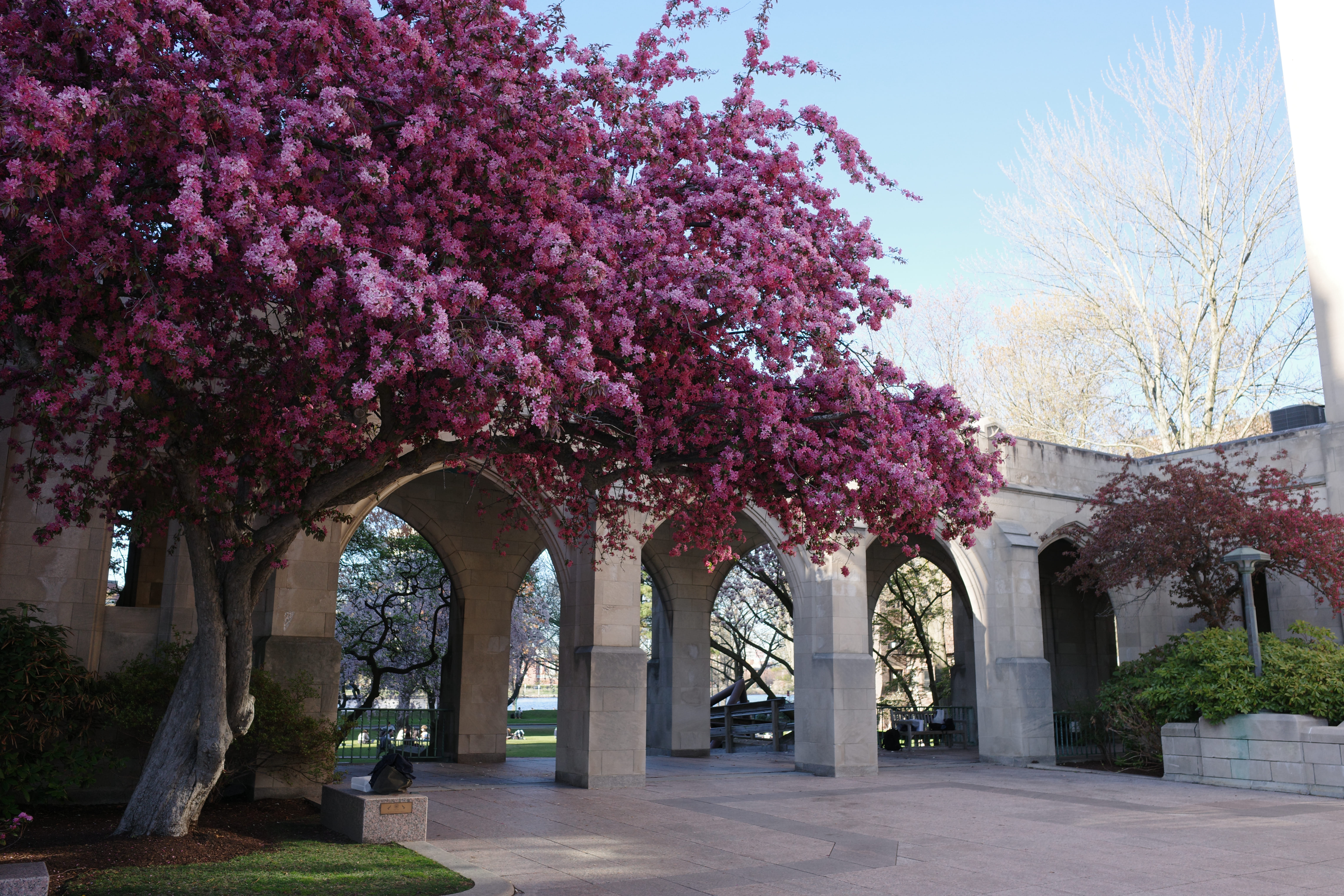 Spring on BU Campus 8