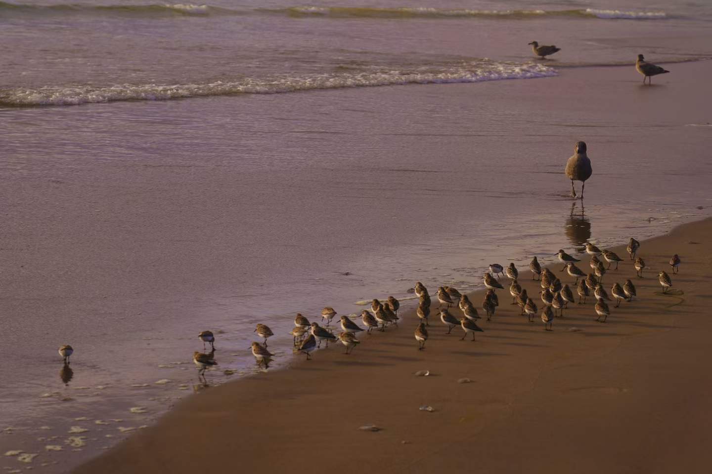 Cannon Beach 7