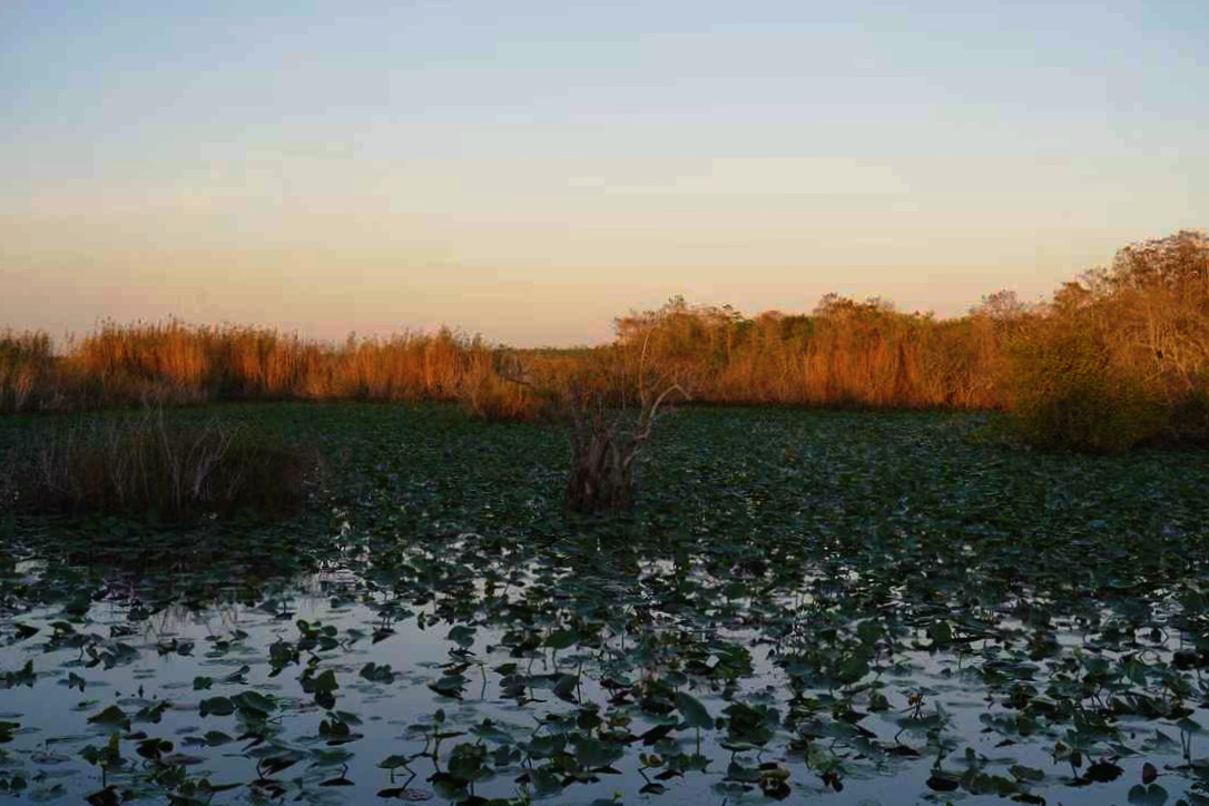 Everglades 12