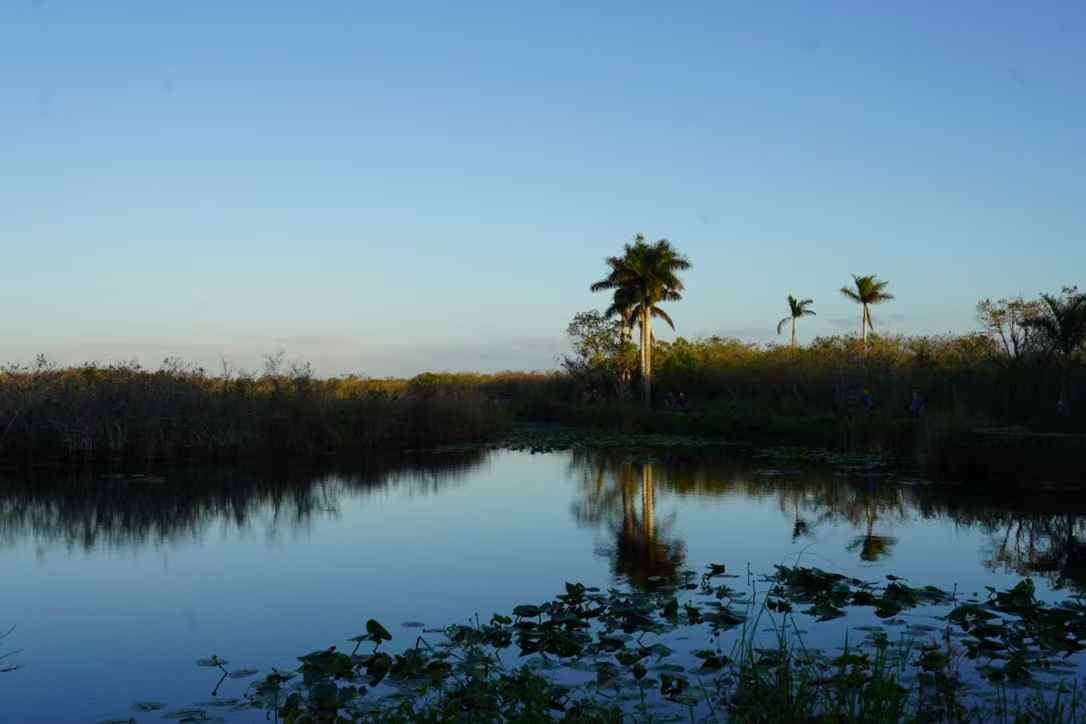 Everglades 8