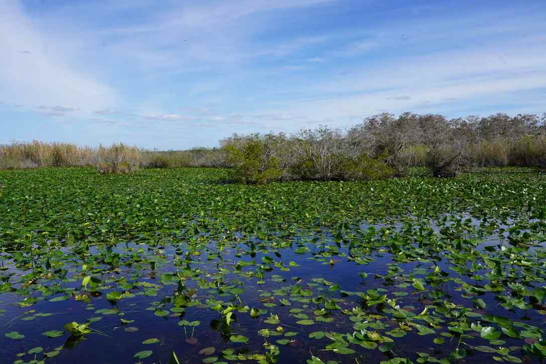 Everglades 9
