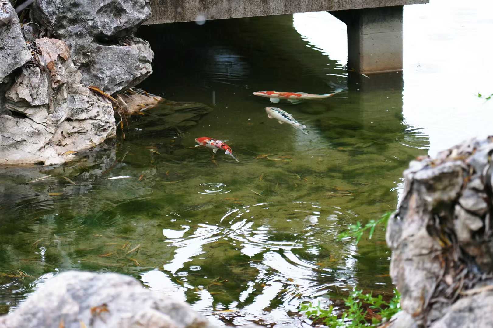 Huntington Library 6