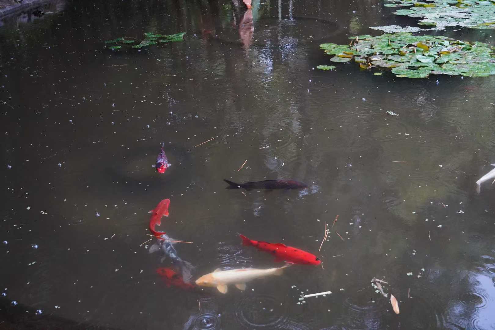 Huntington Library 8