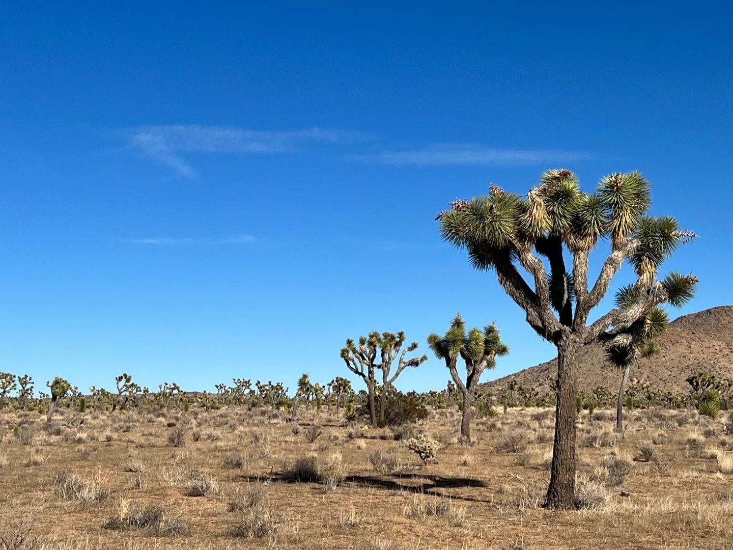 Joshua Tree 2