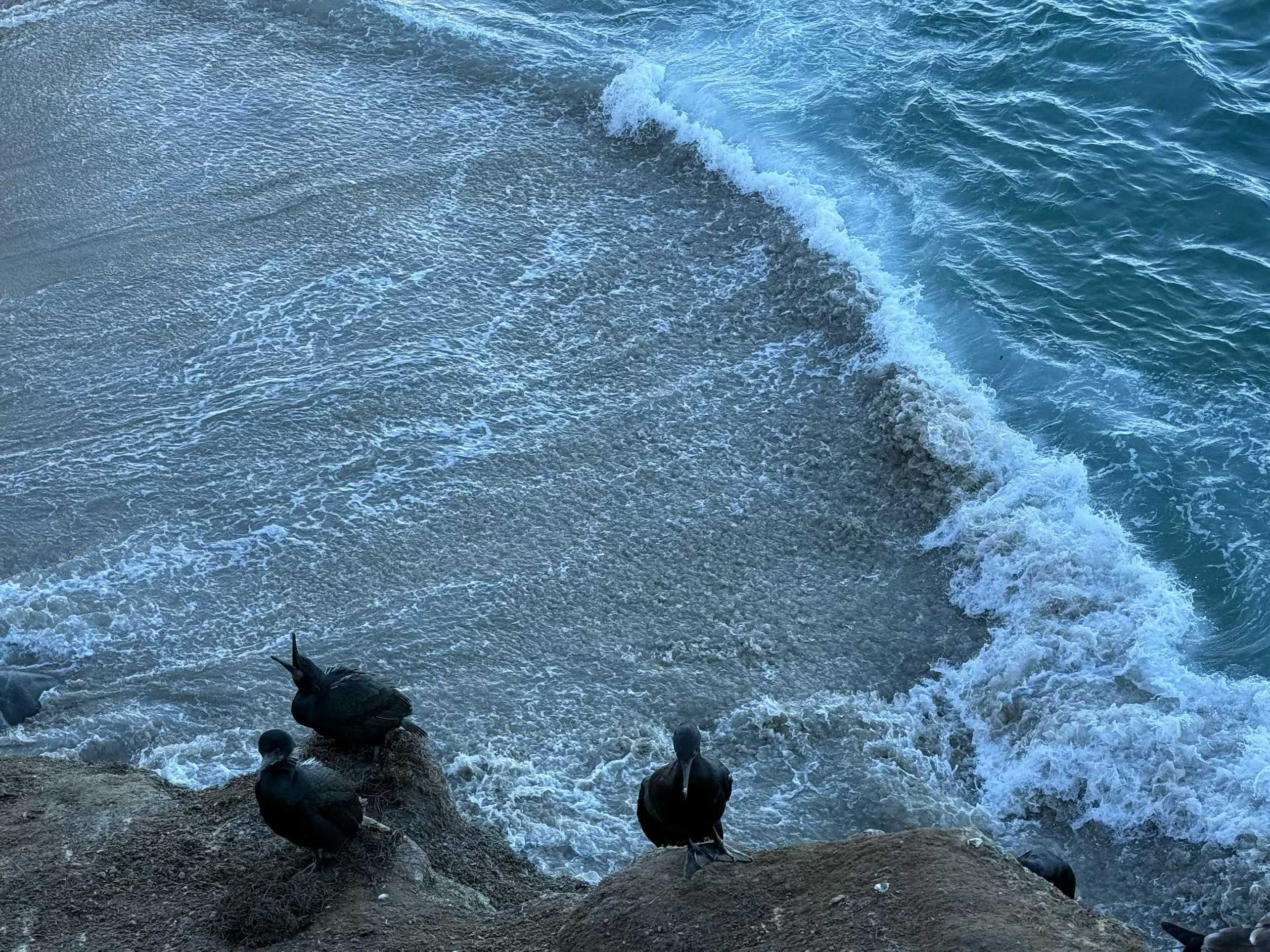 La Jolla 12