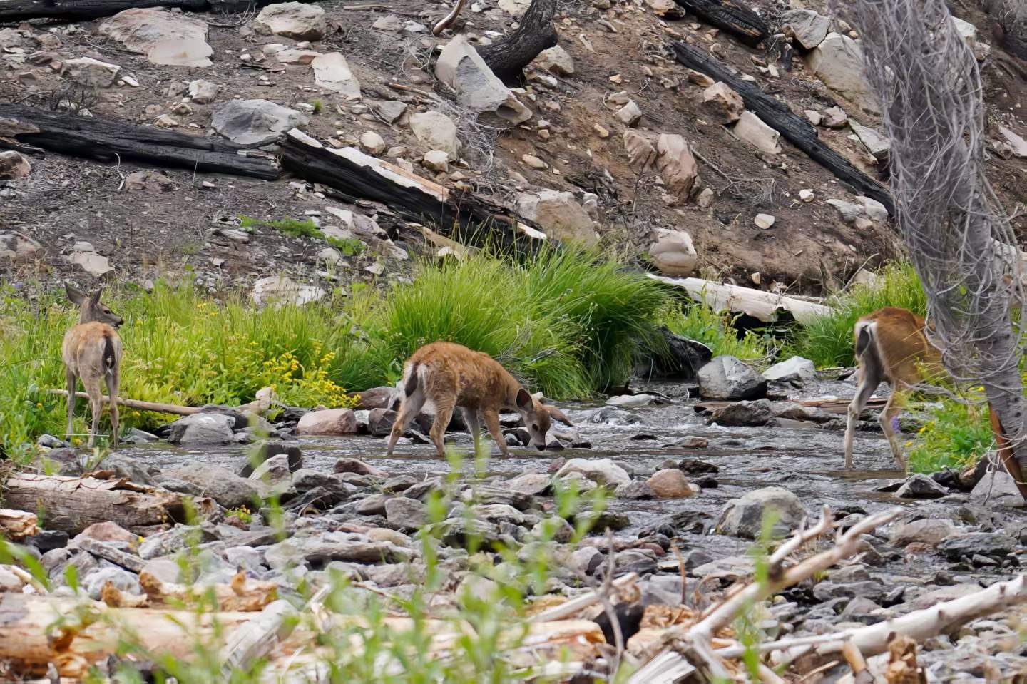Lassen Volcanic National Park 18