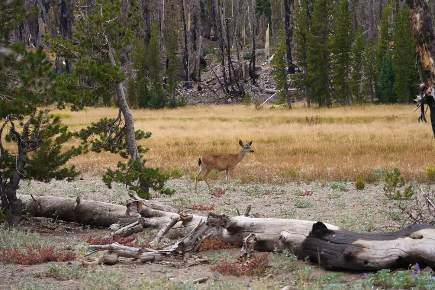 Lassen Volcanic National Park 20
