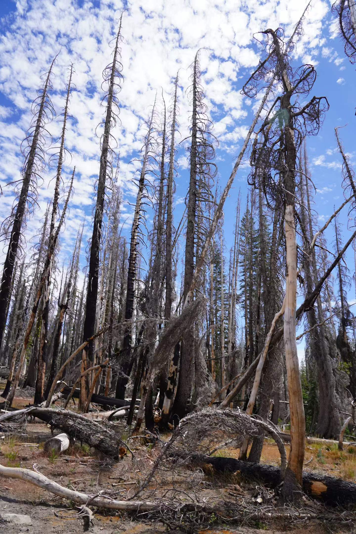 Lassen Volcanic National Park 21