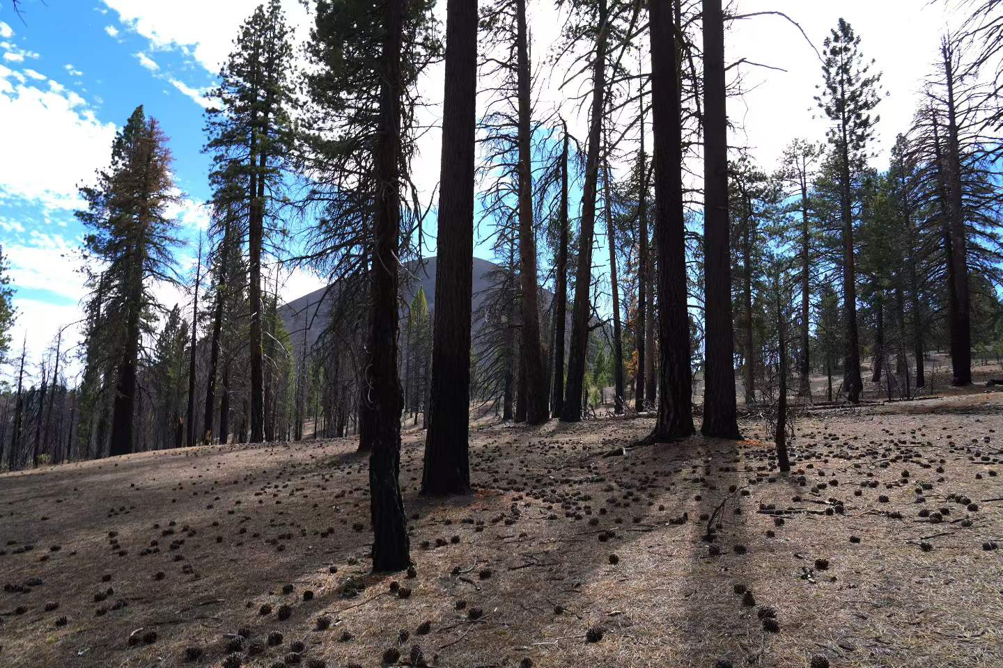 Lassen Volcanic National Park 29