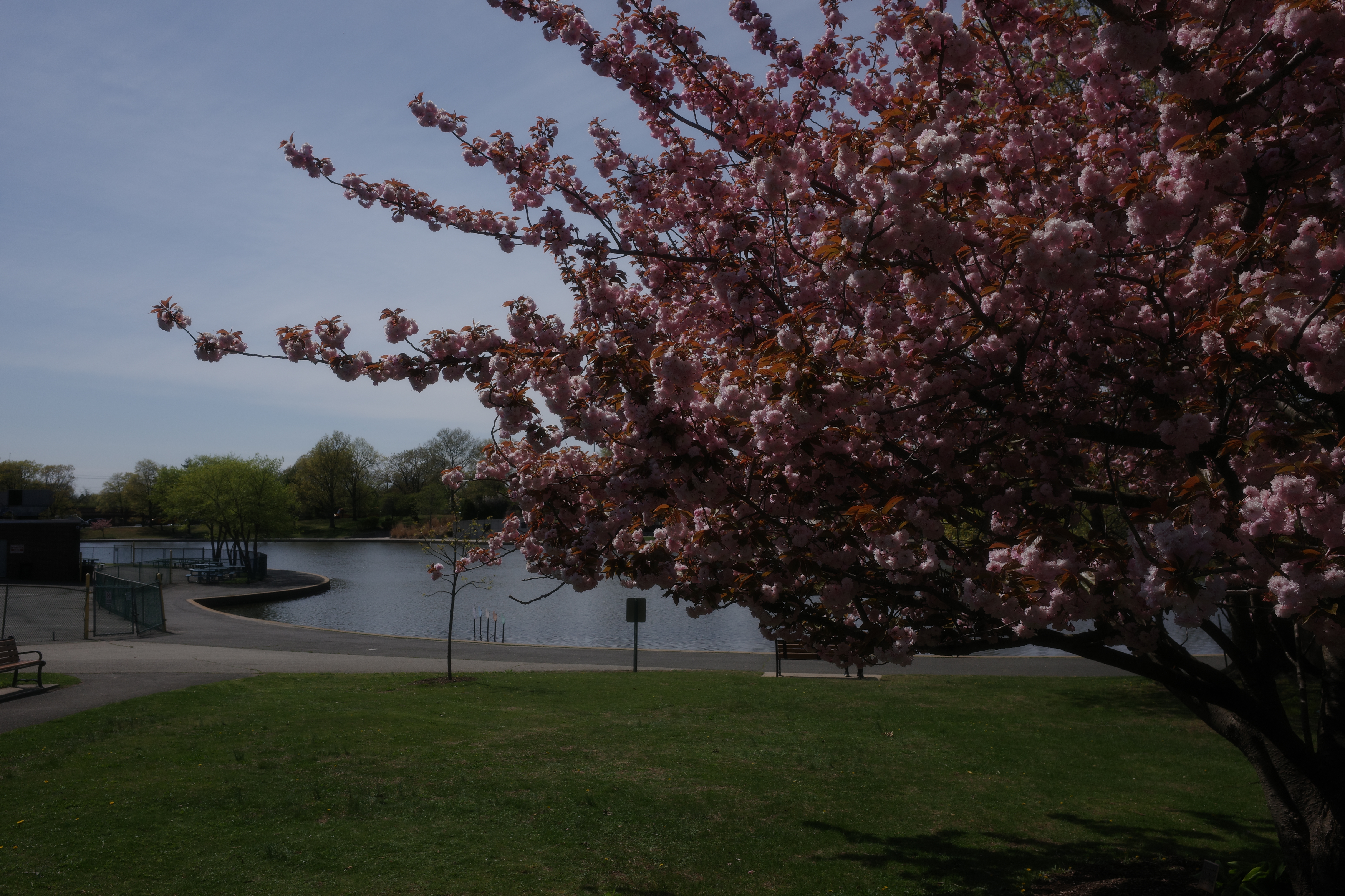 Spring in Long Island 2