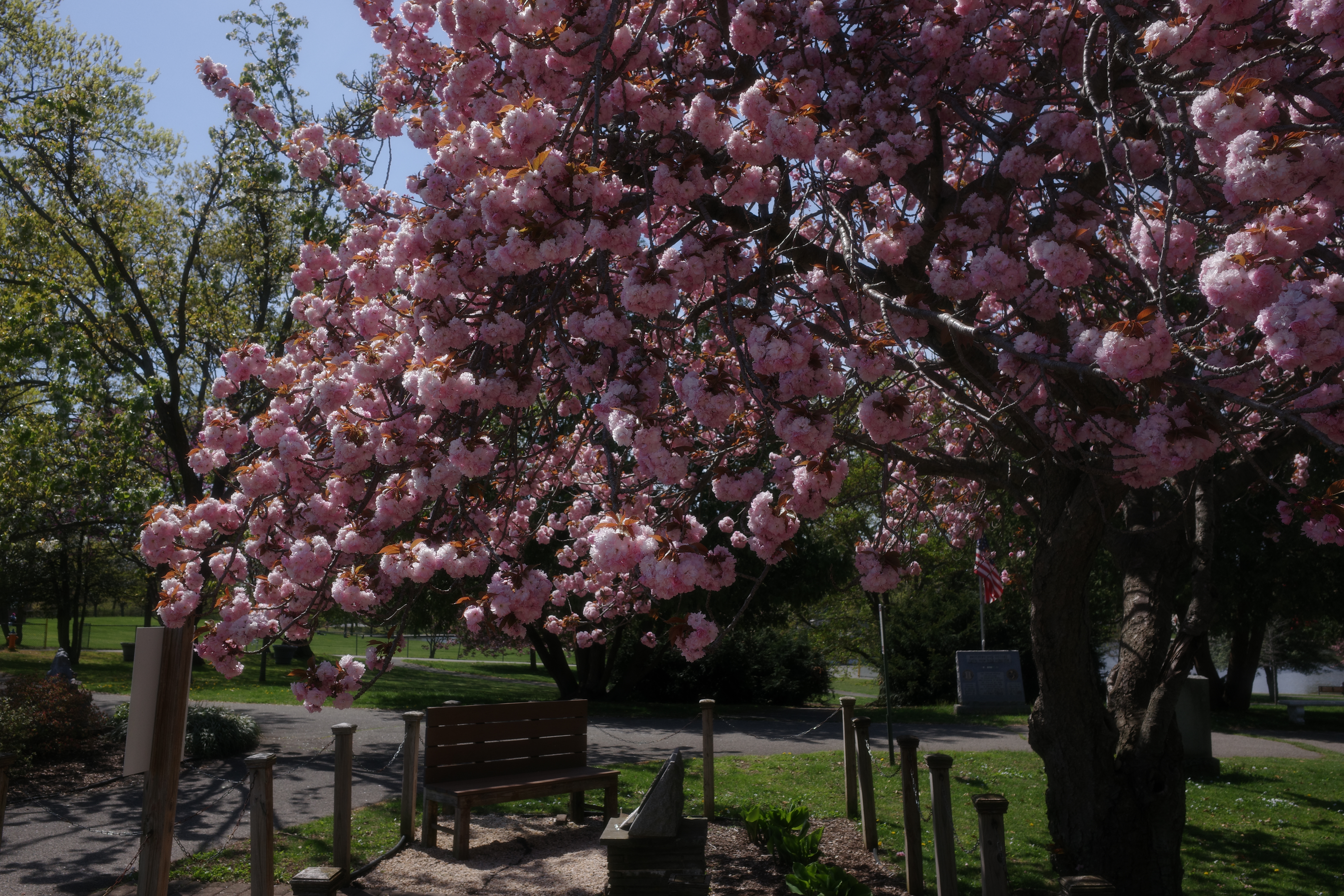 Spring in Long Island 4