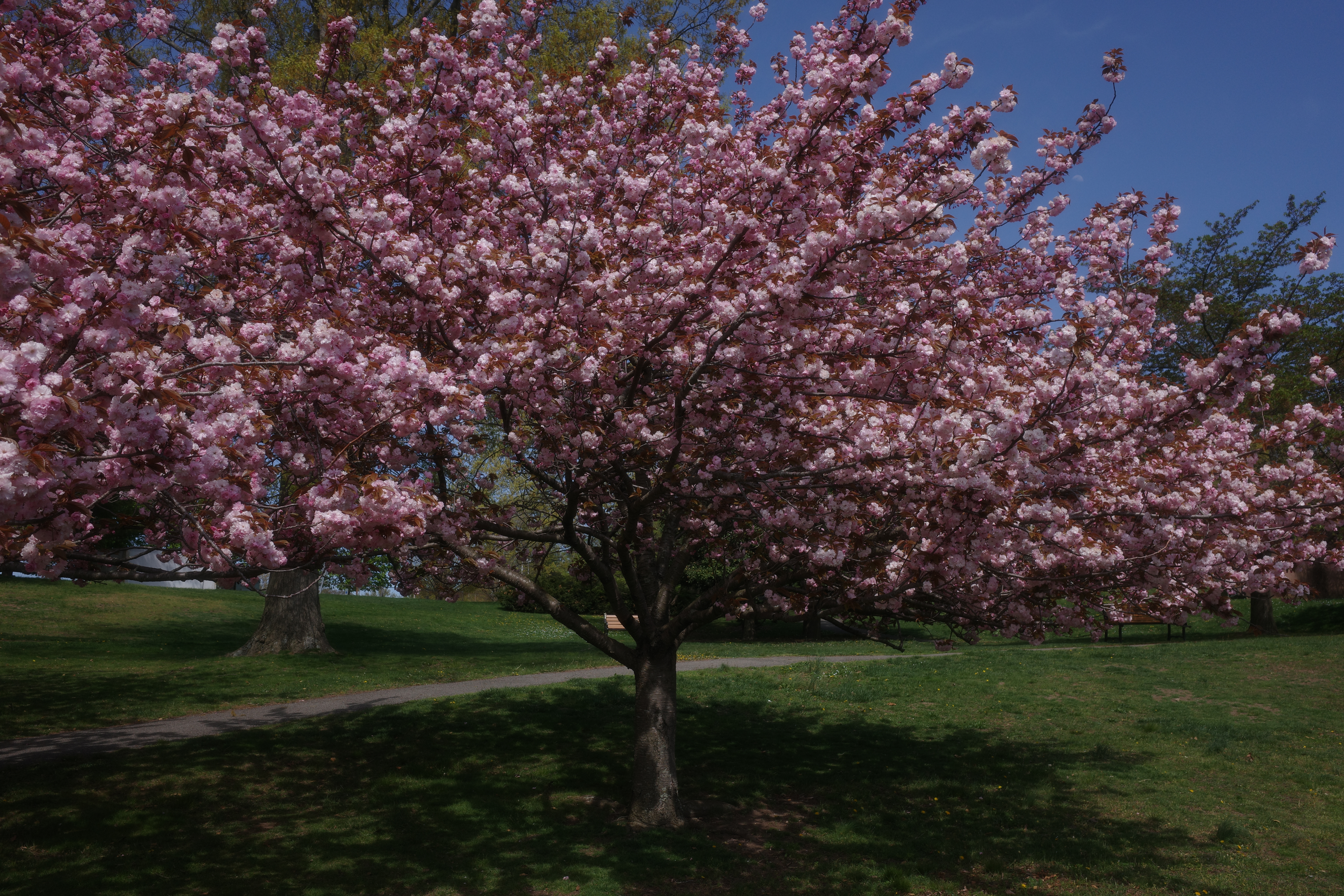 Spring in Long Island 5