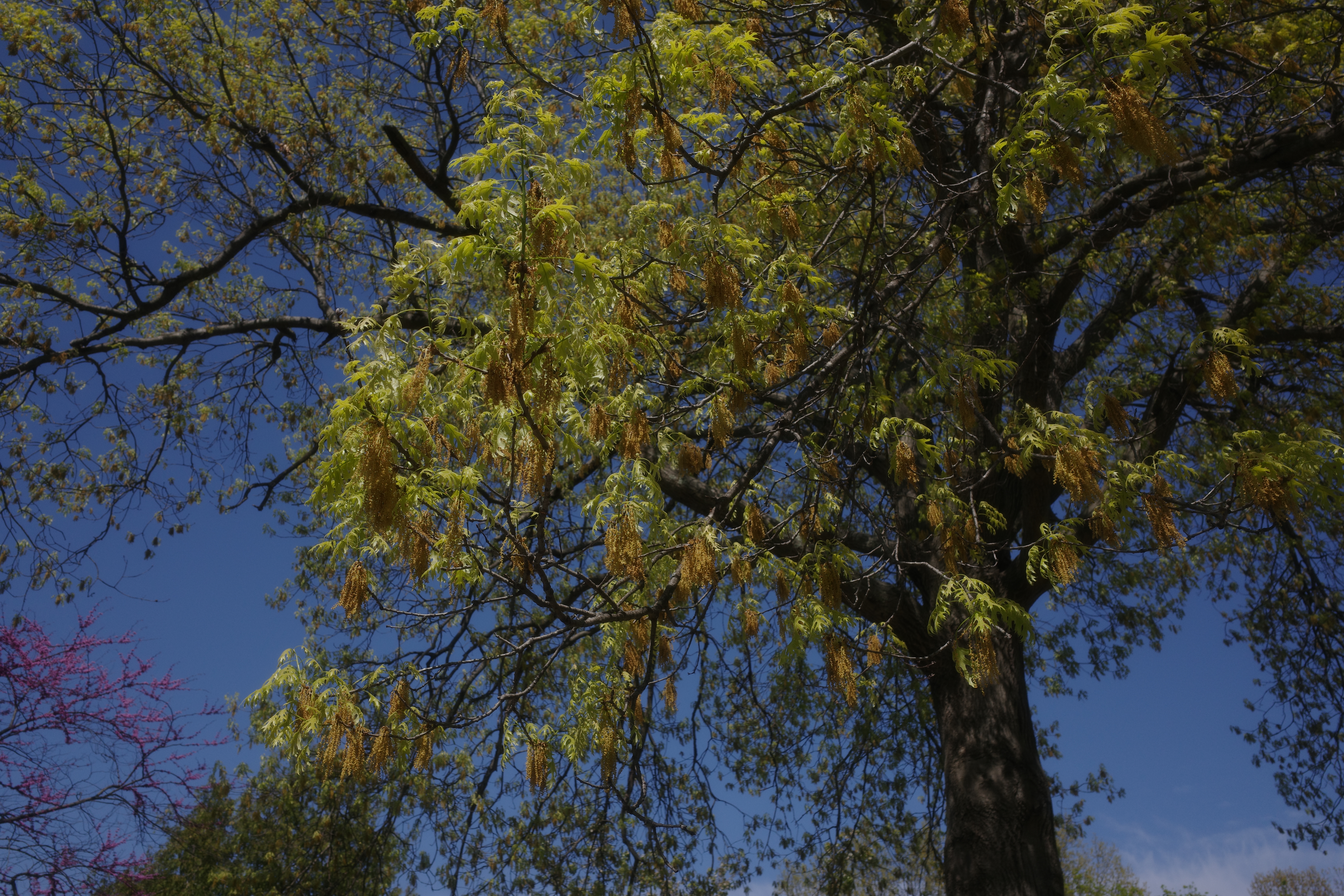 Spring in Long Island 6