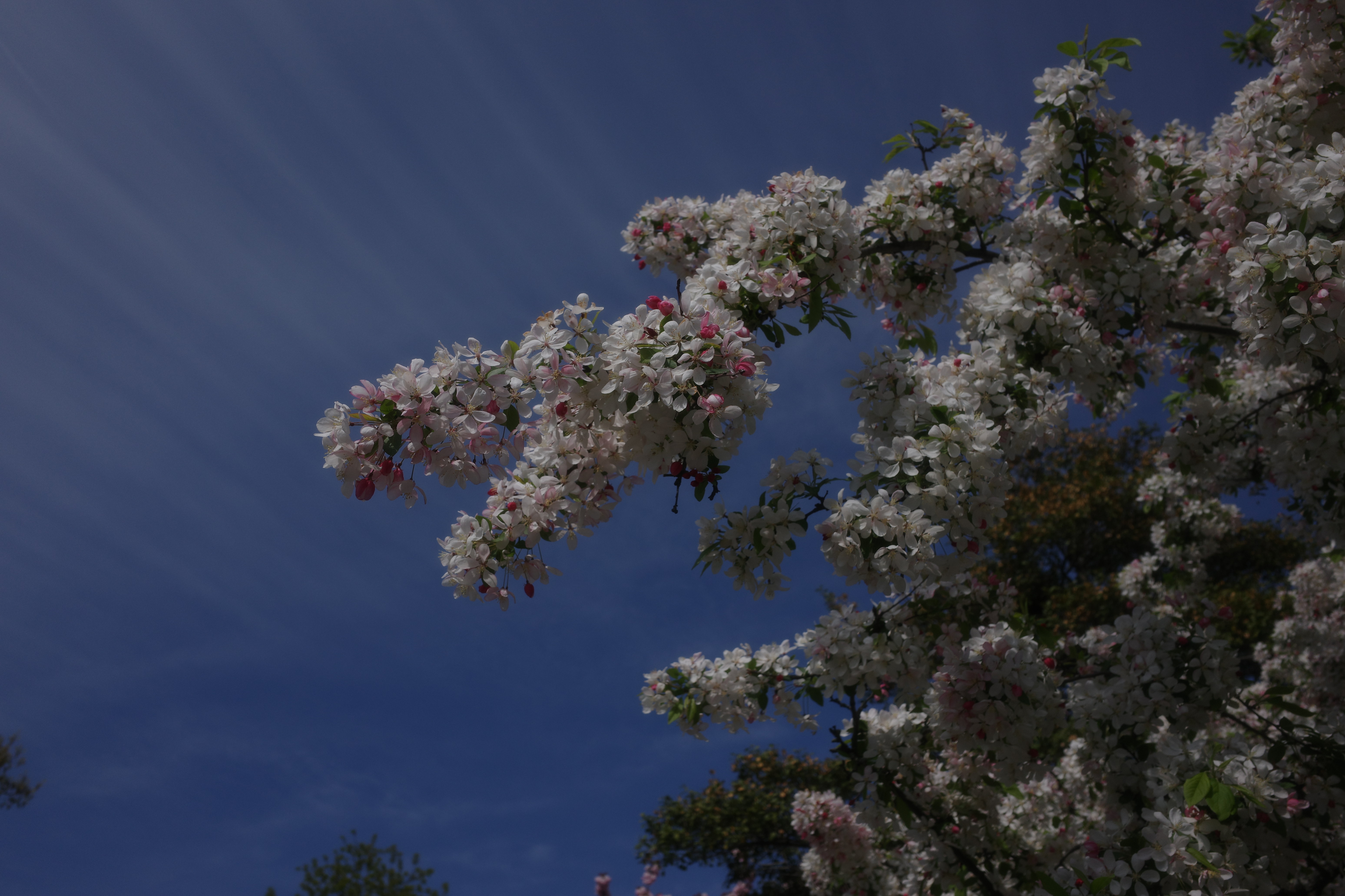 Spring in Long Island 7
