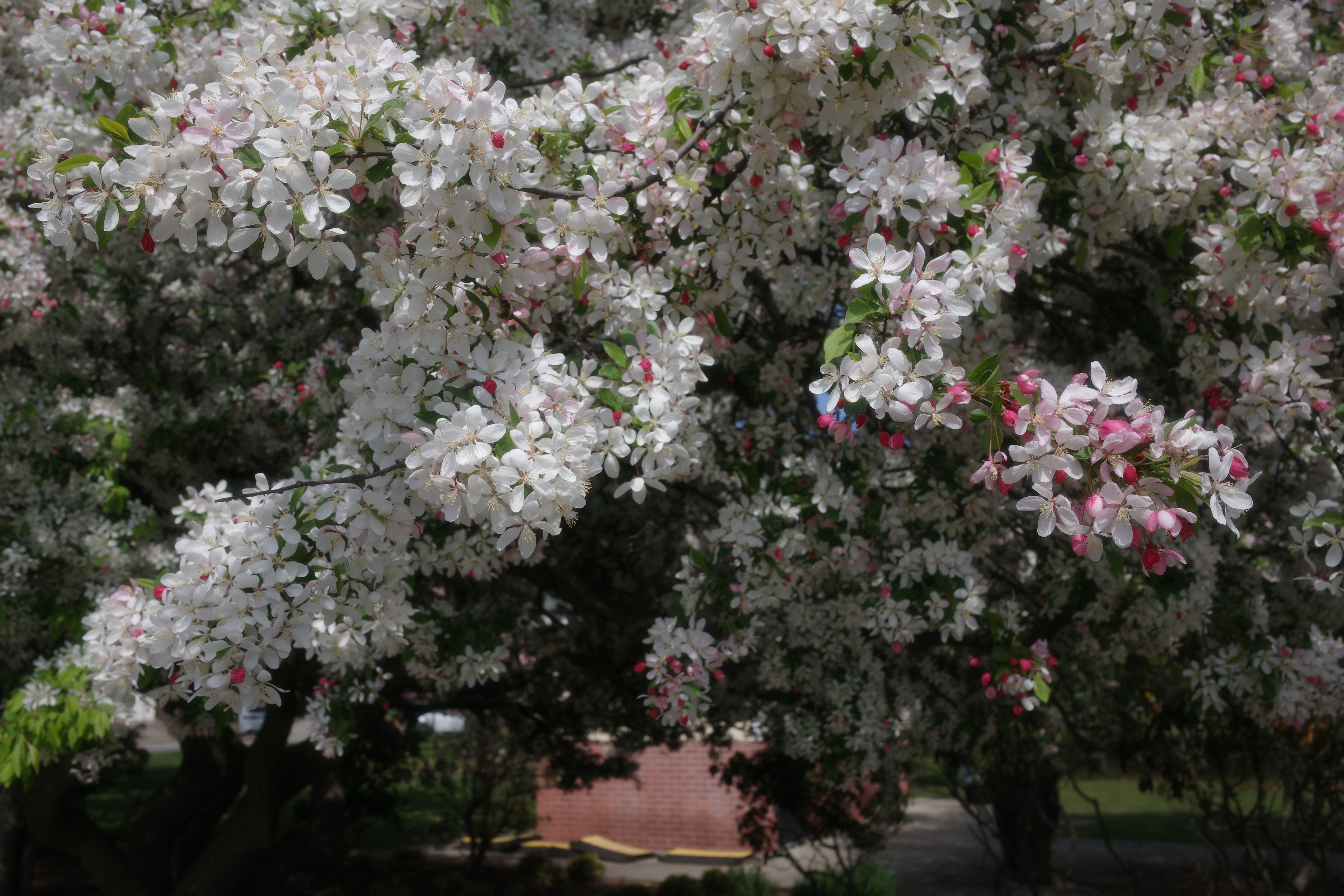 Spring in Long Island 8