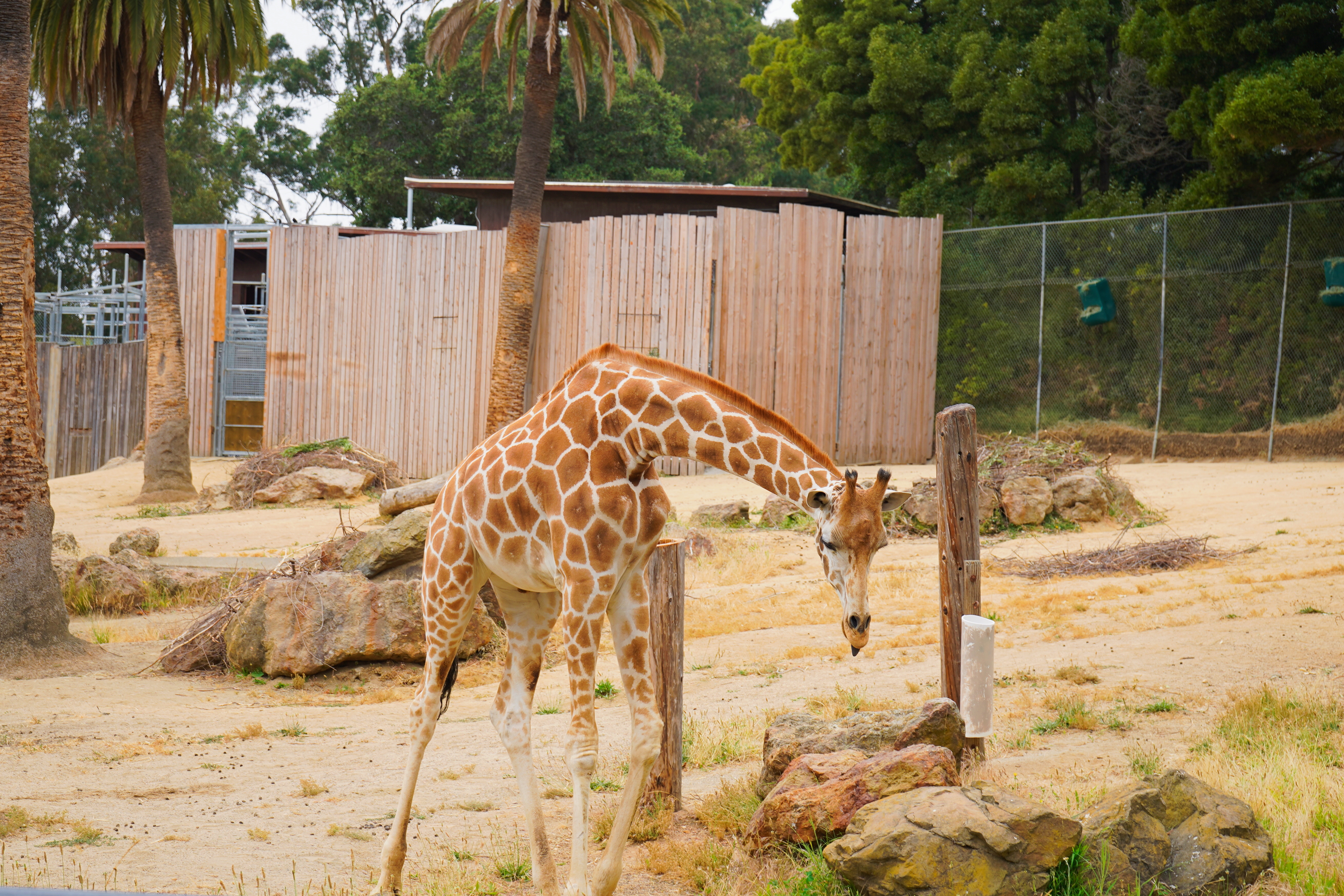 Oakland Zoo 2