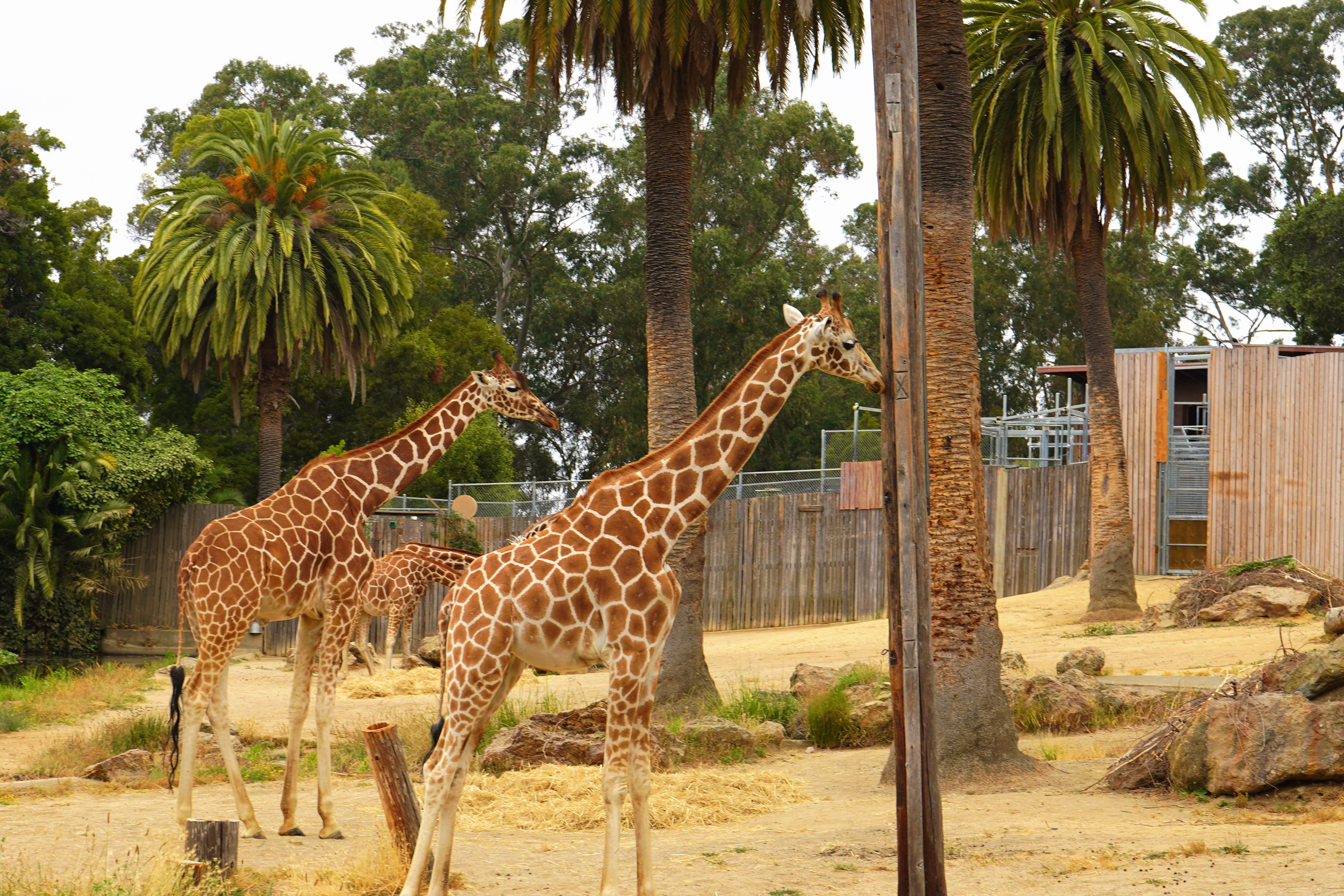 Oakland Zoo 6