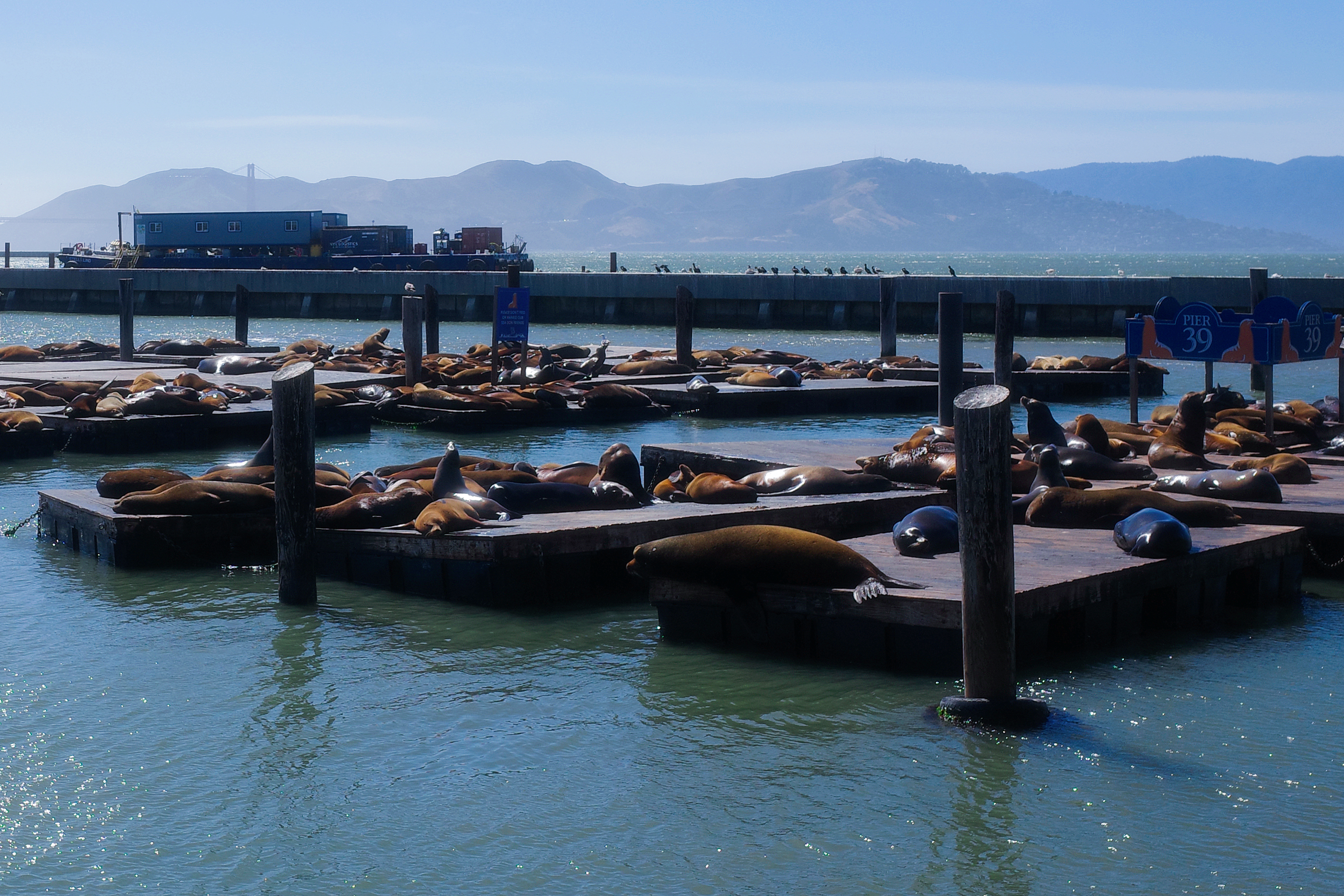 Pier 39 San Francisco 5