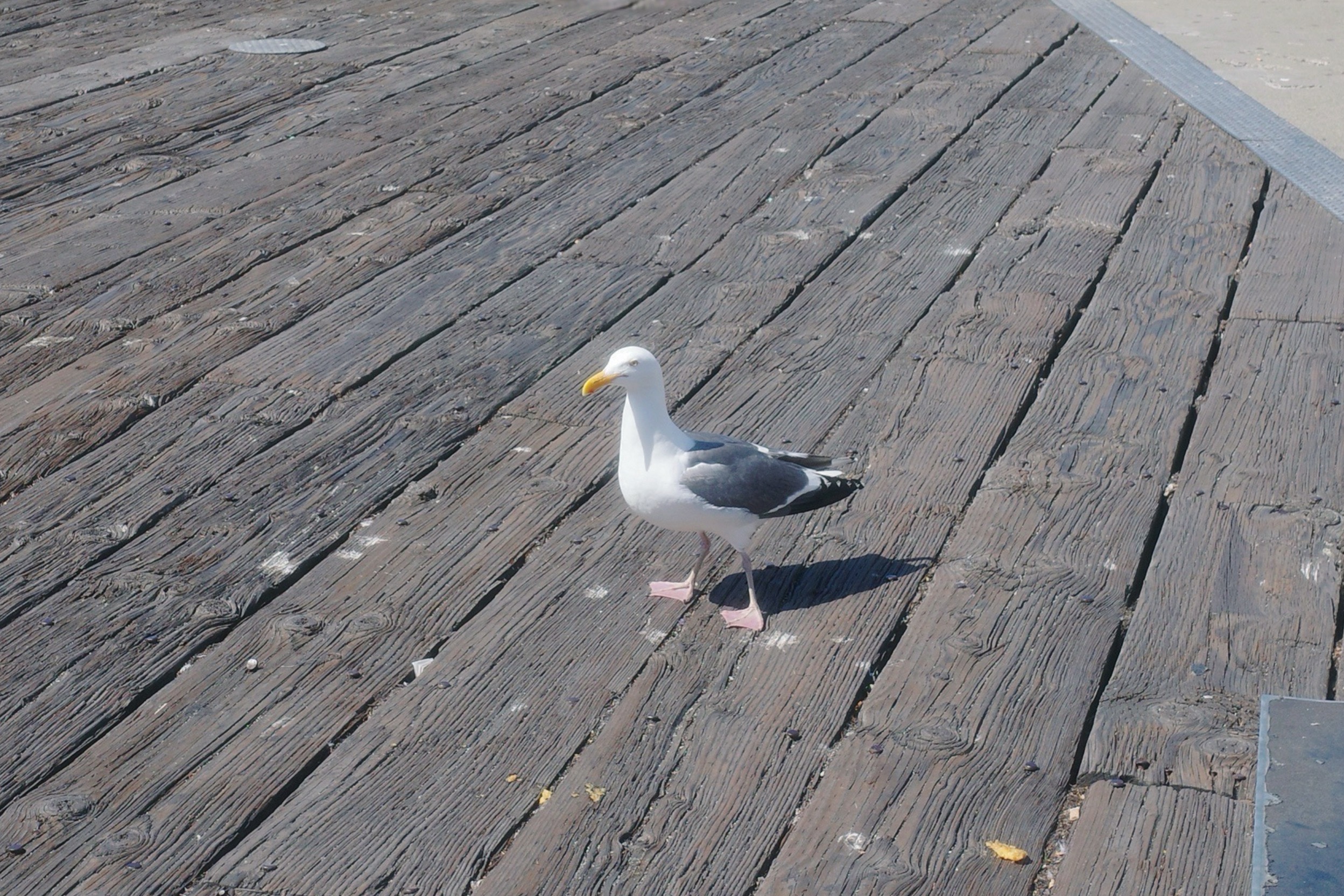 Pier 39 San Francisco 8