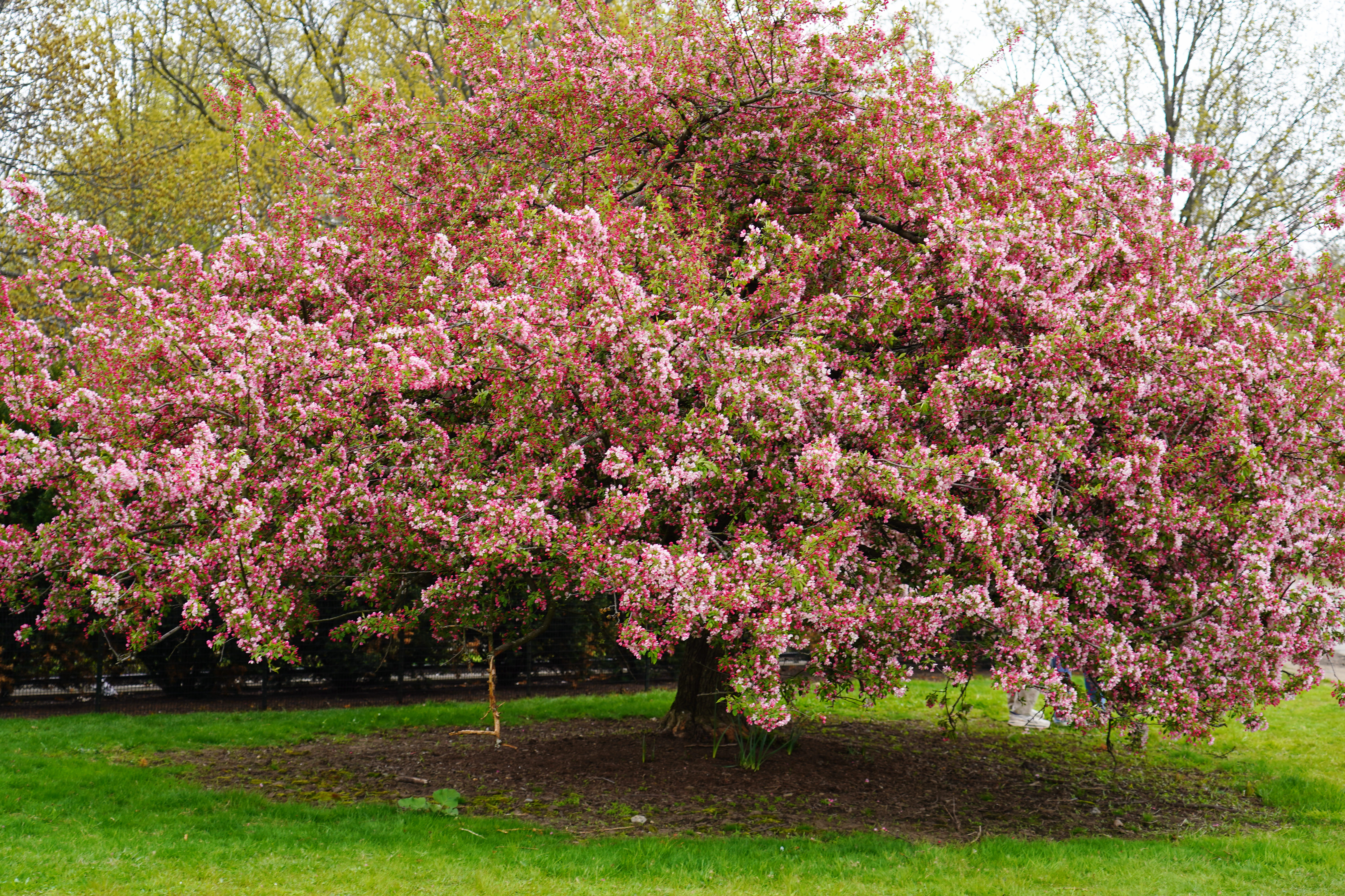 Rose Garden 8