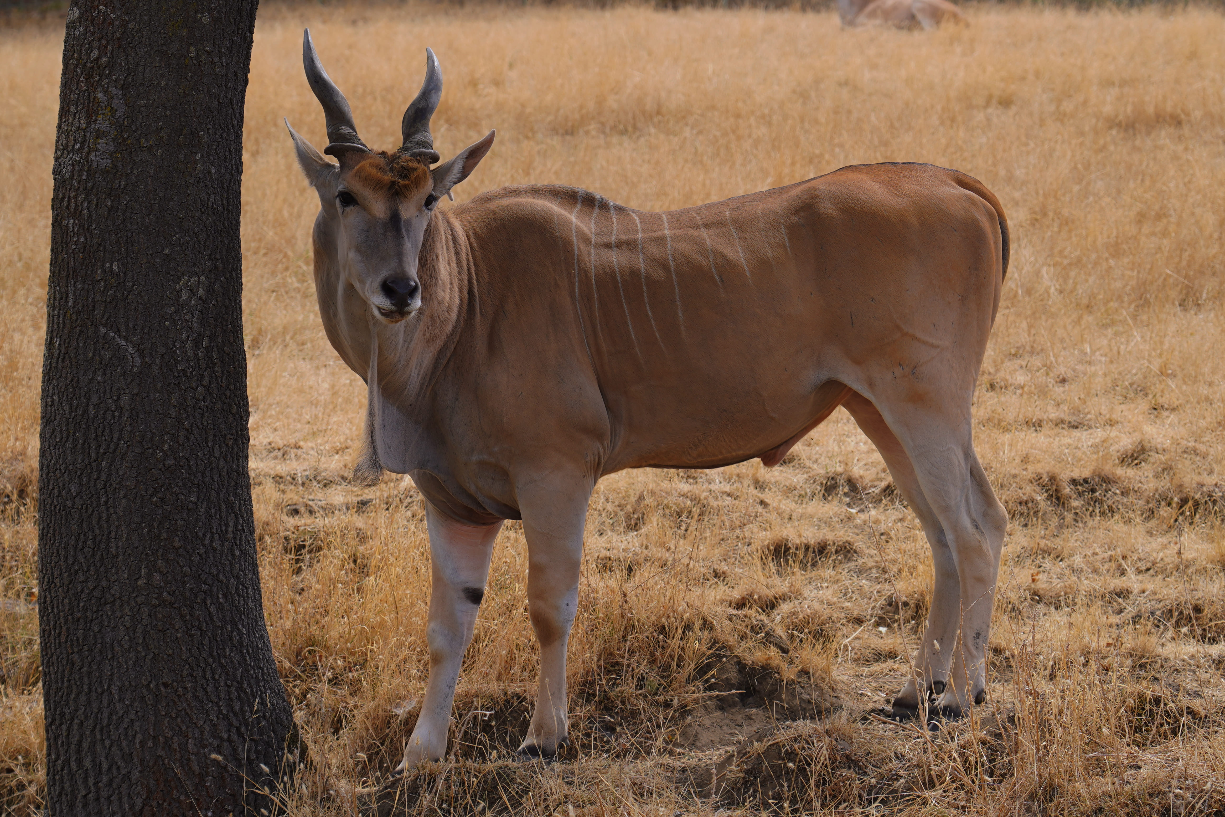 Wildlife Safari 1