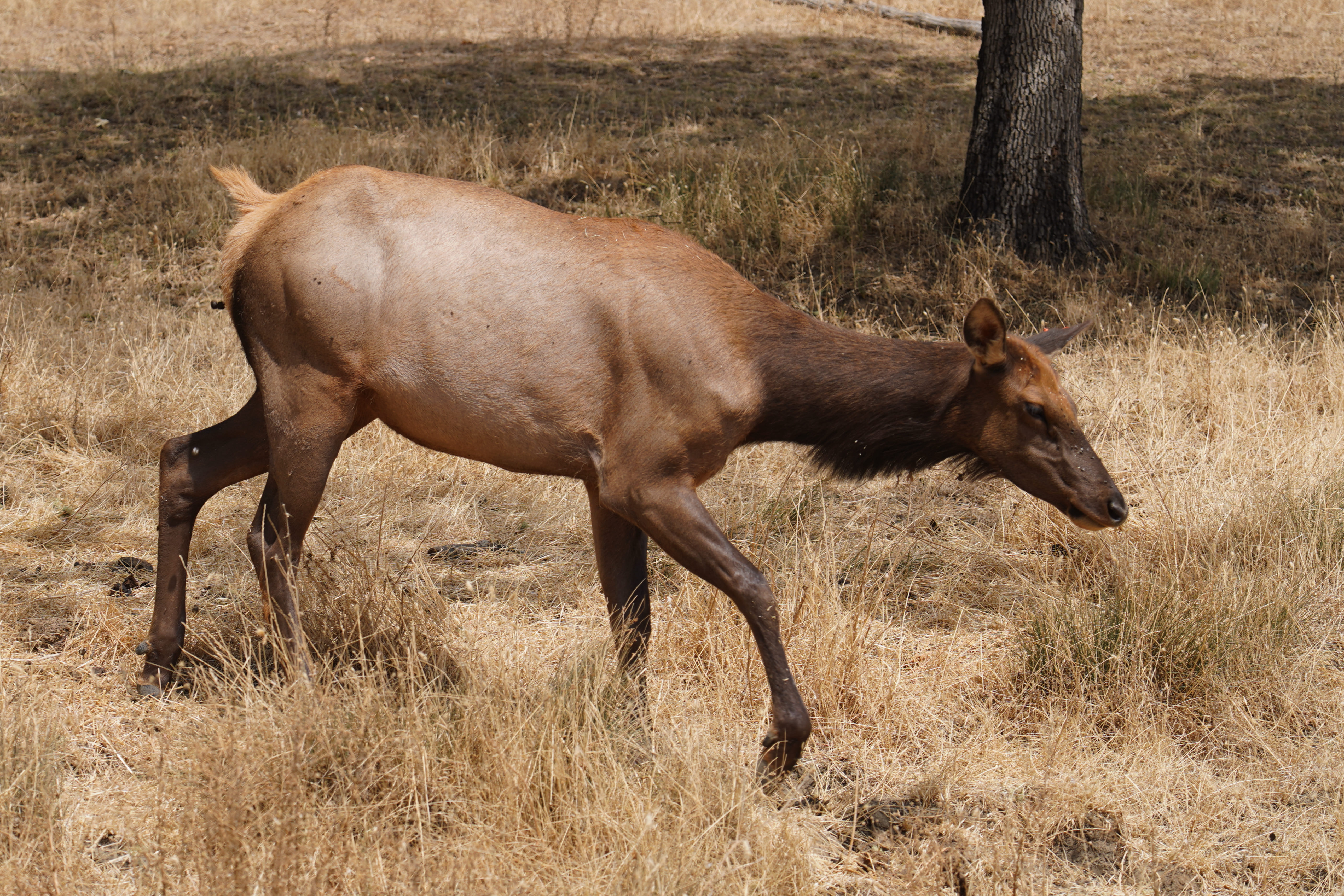 Wildlife Safari 10