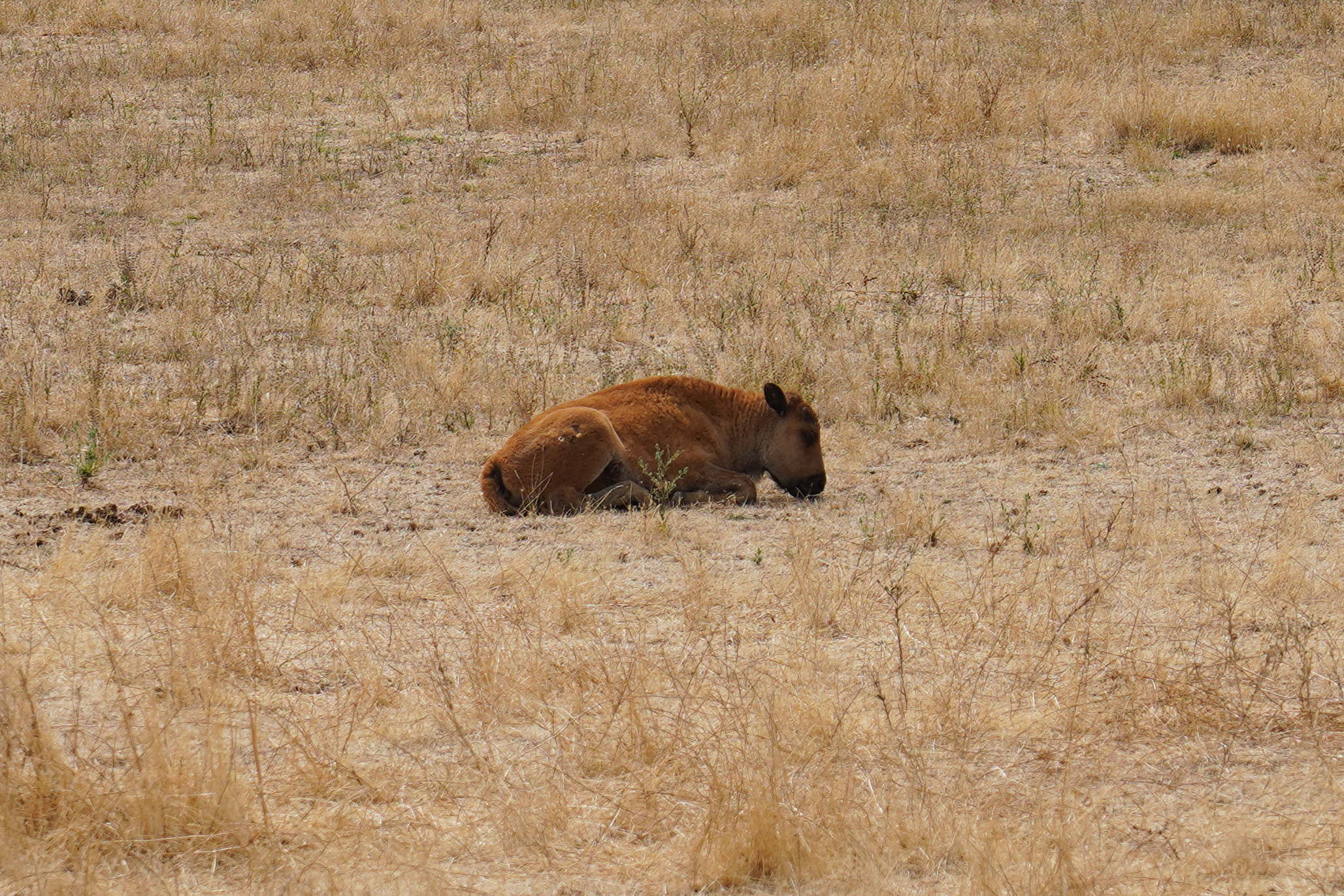 Wildlife Safari 11