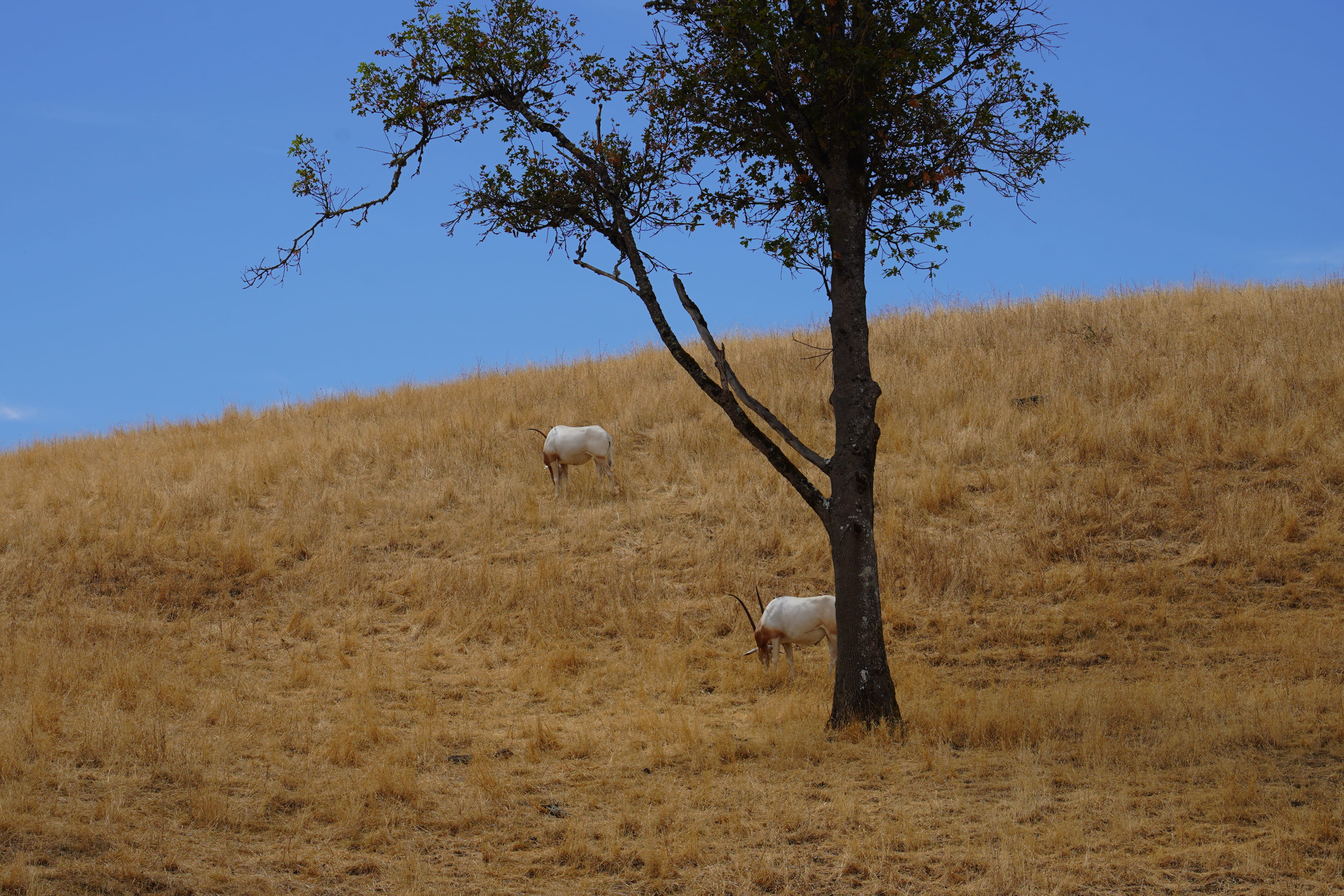 Wildlife Safari 2