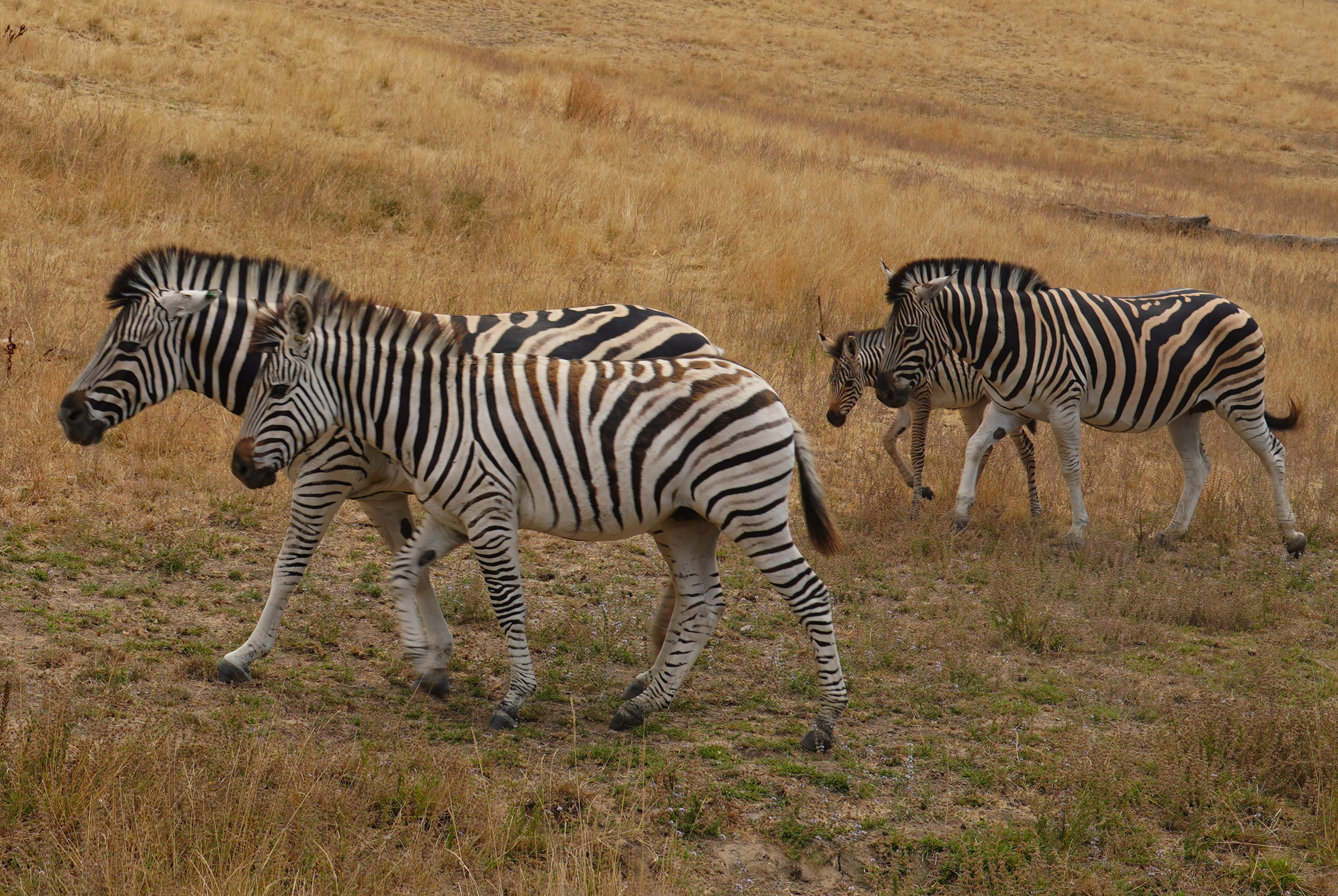 Wildlife Safari 3