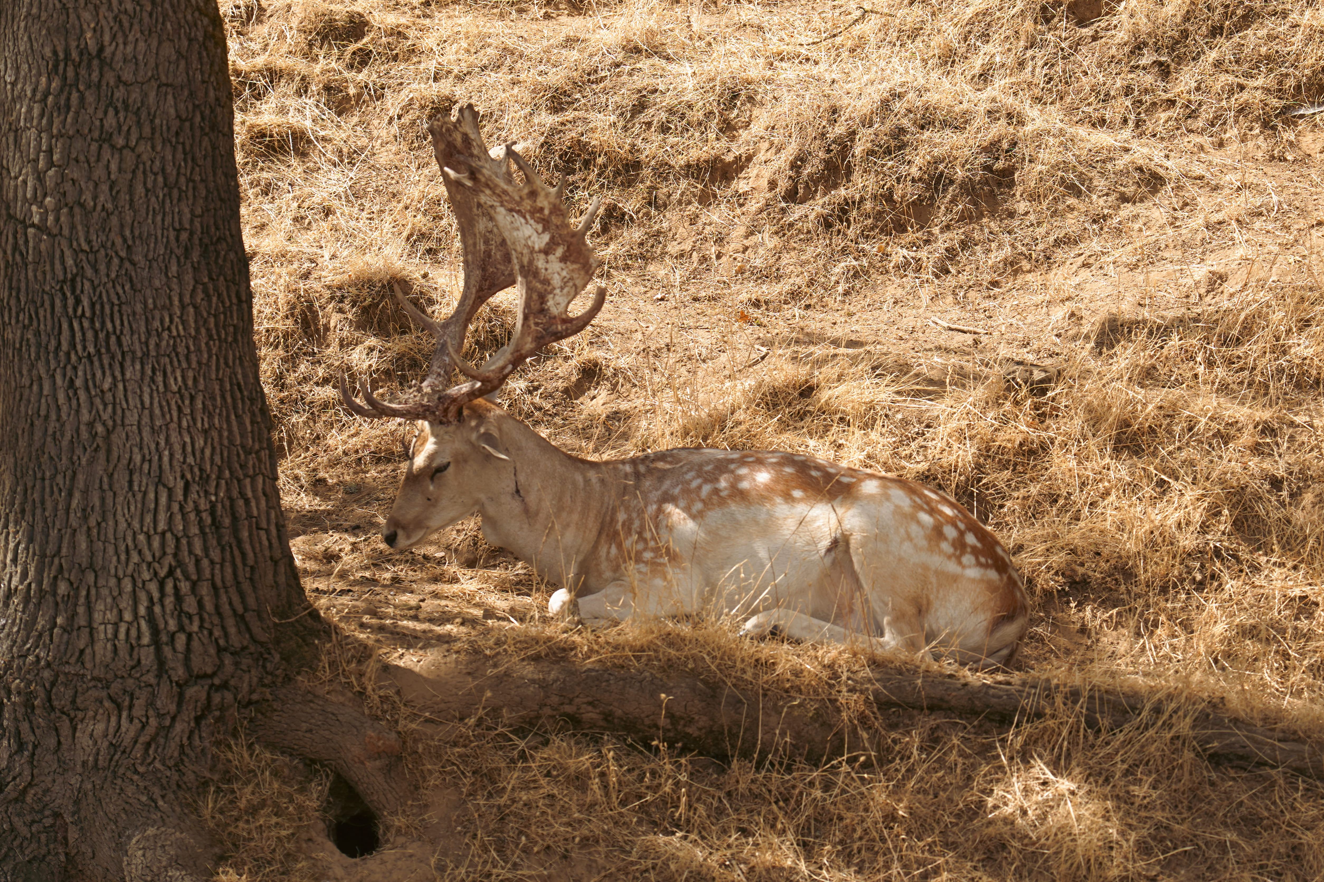 Wildlife Safari 4